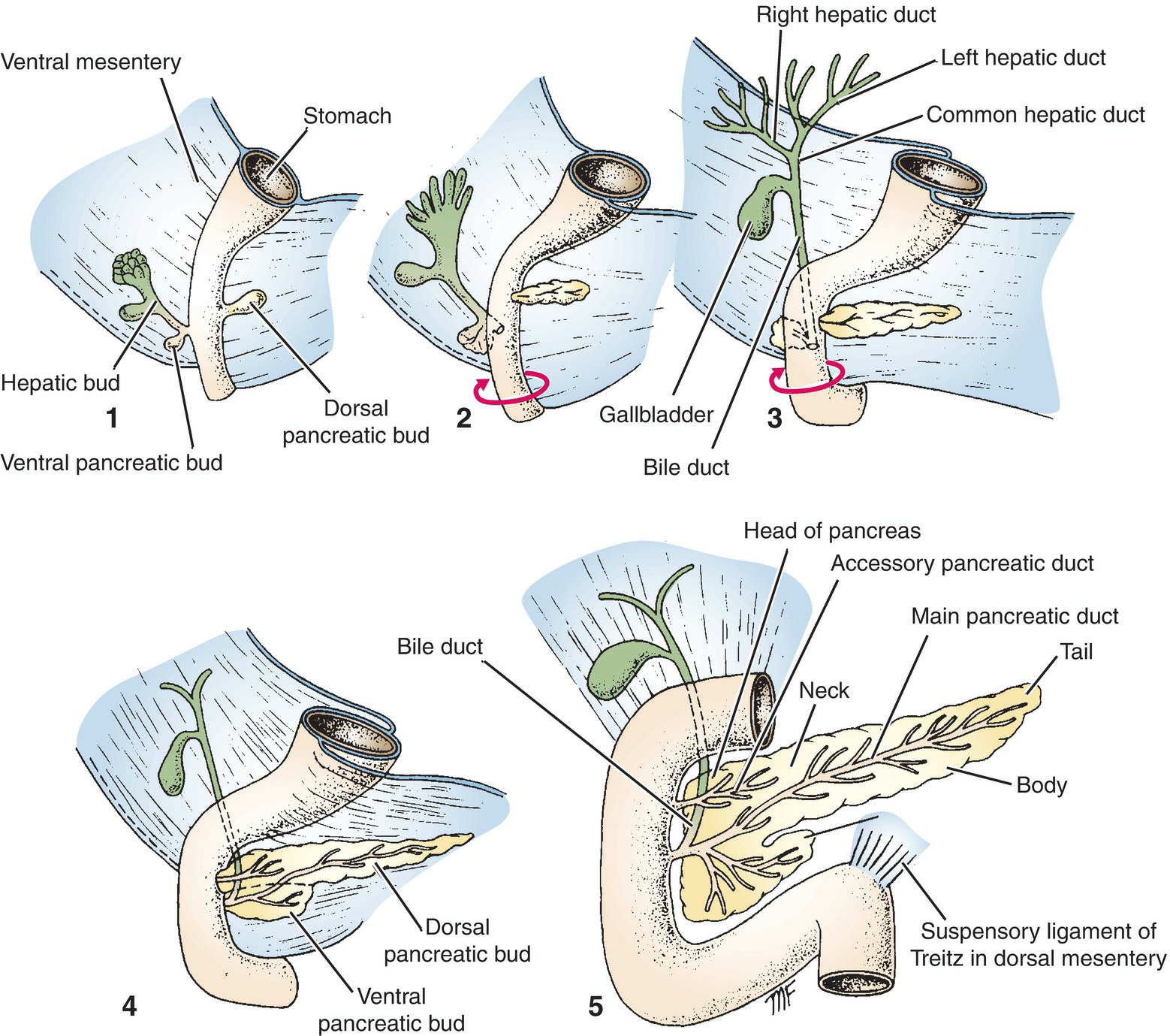 Digestive System Development 3