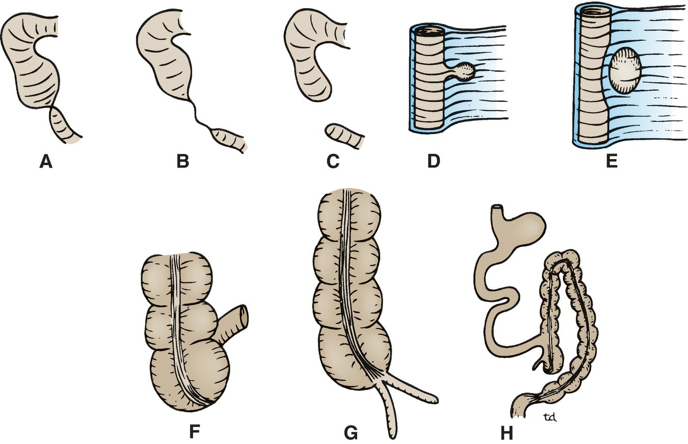 Digestive System Development 4