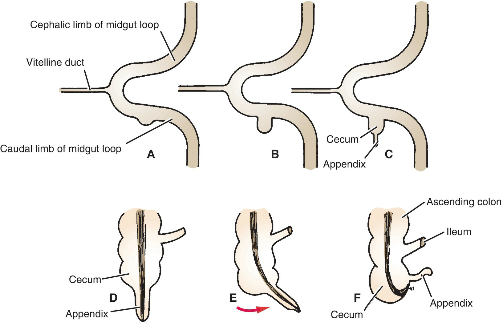 Digestive System Development 5