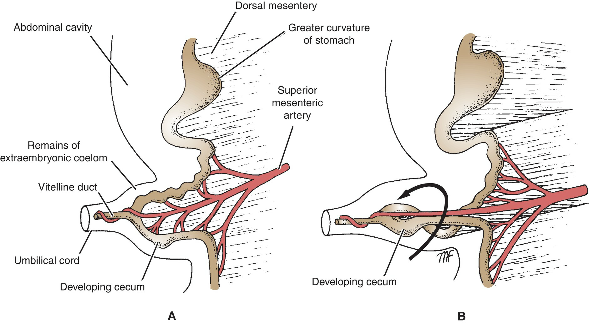 Digestive System Development 6