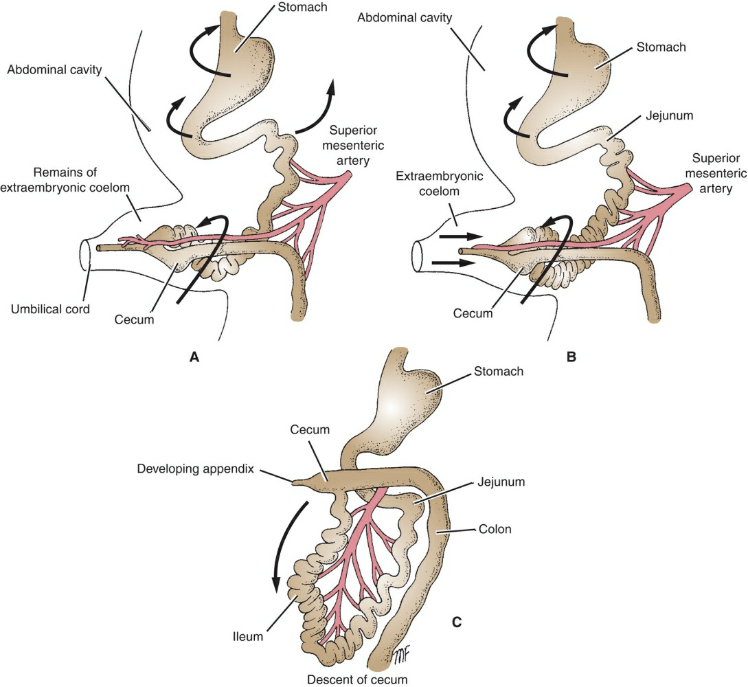 Digestive System Development 7