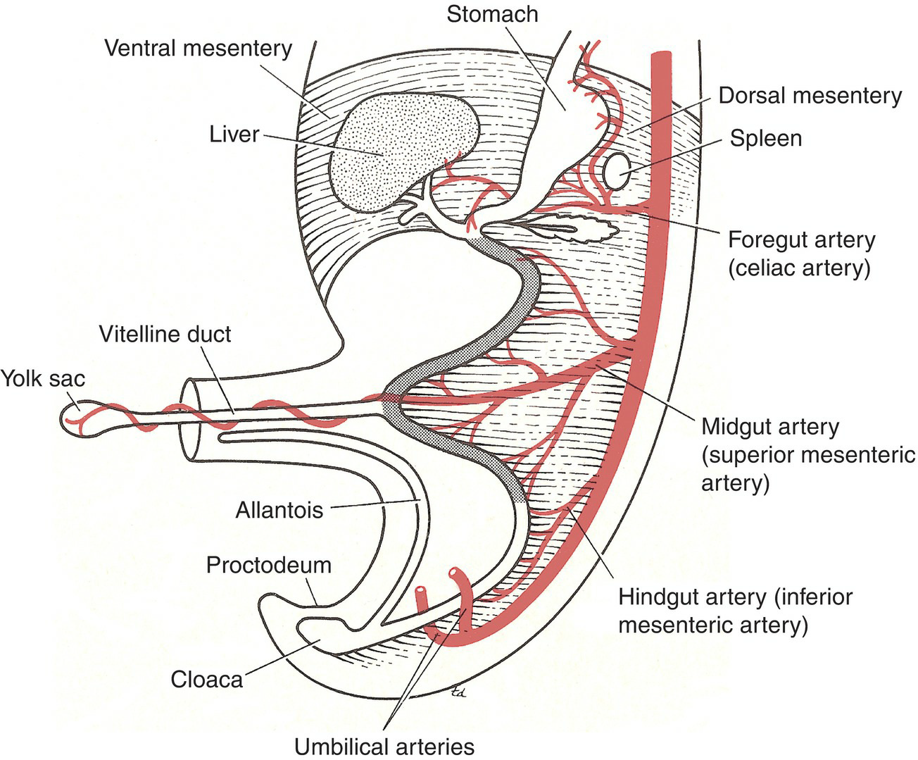 Digestive System Development 8