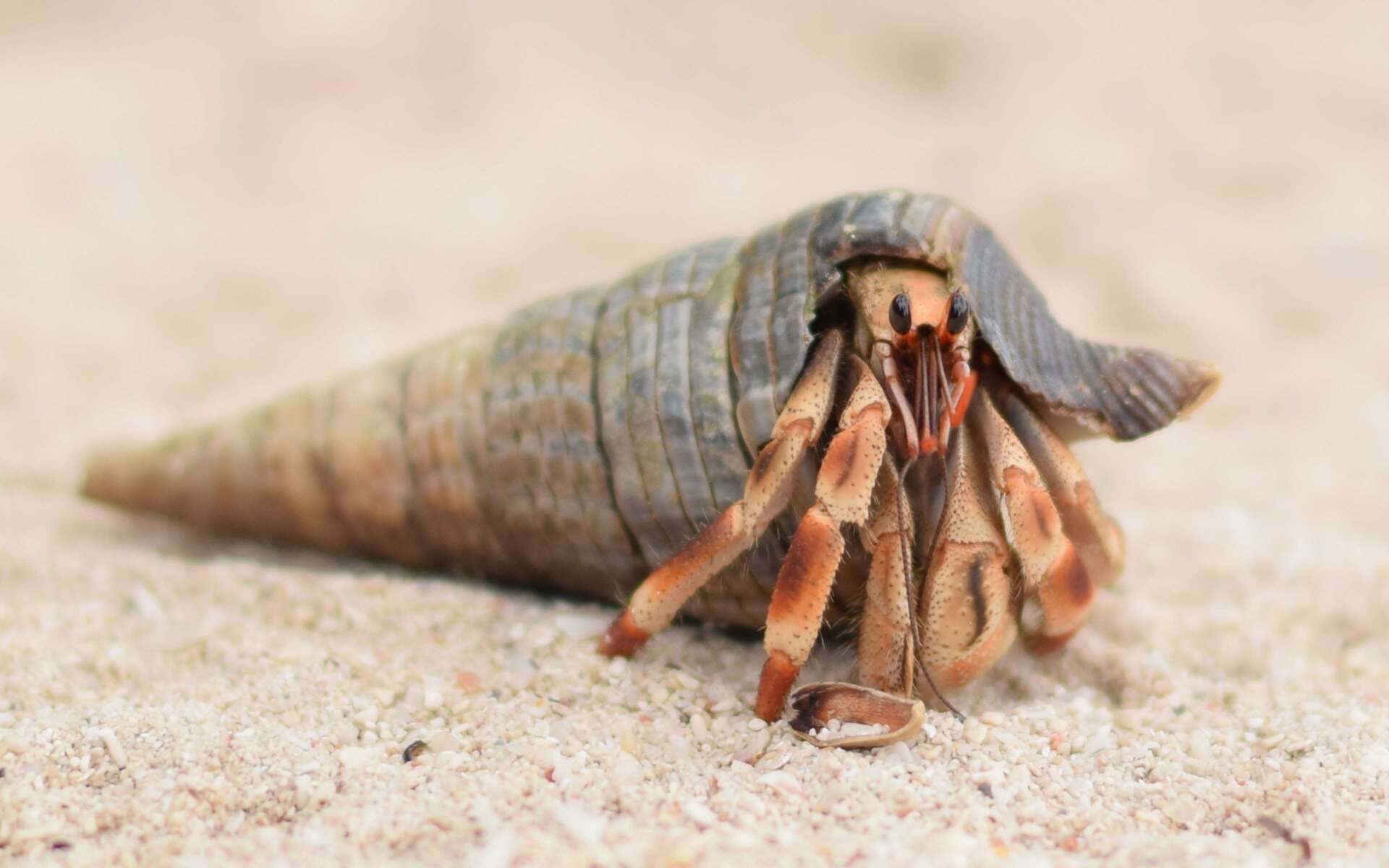 زنجبار بالصور