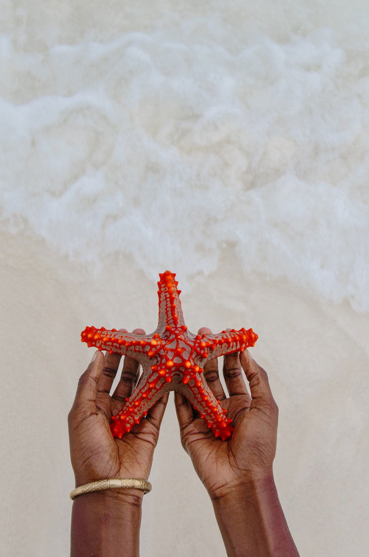 زنجبار بالصور