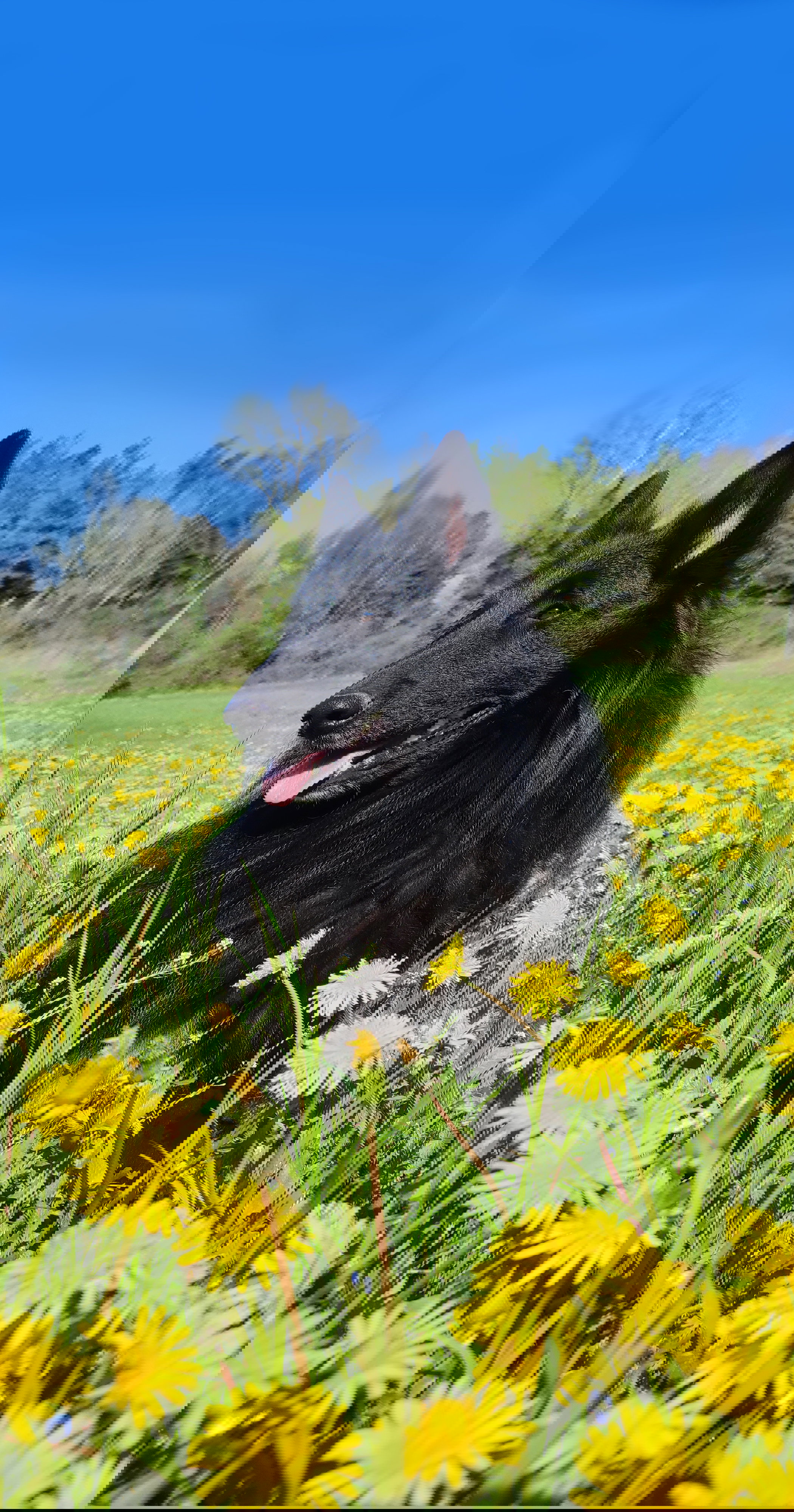 MARE NUBIUM of the Path of Dreams