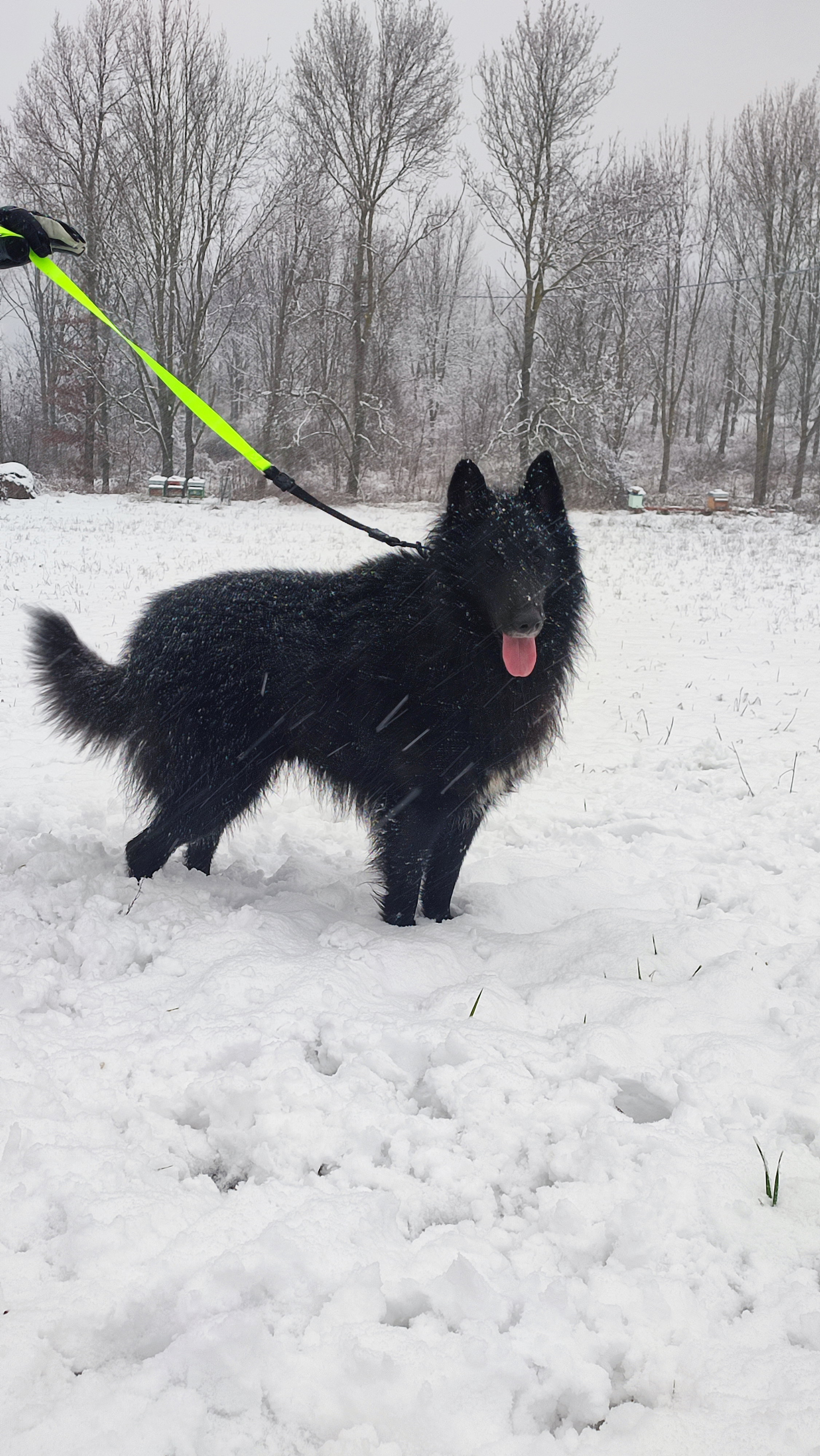 MARE NUBIUM of the Path of Dreams