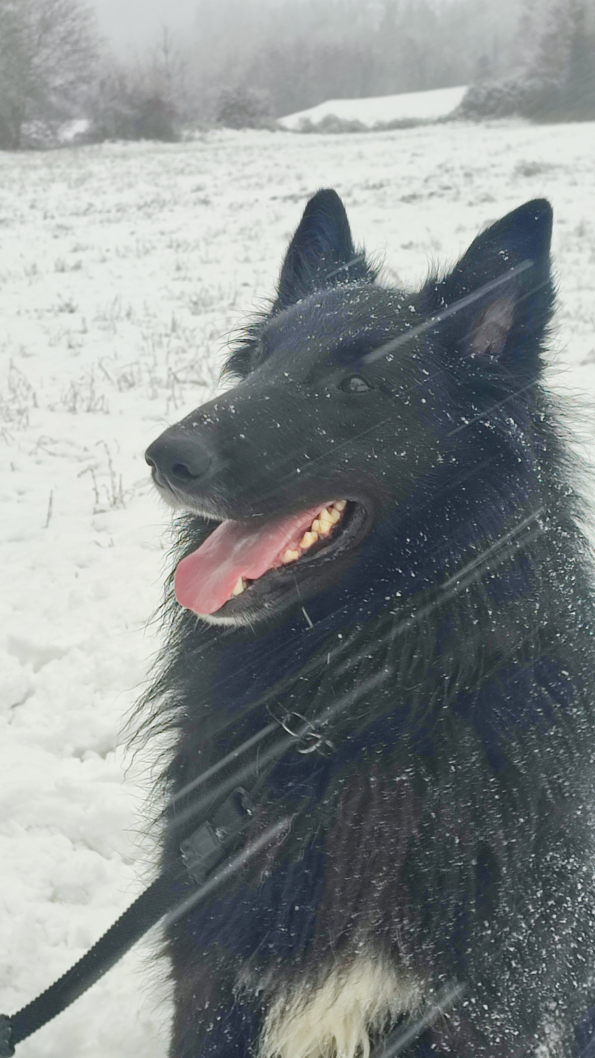 MARE NUBIUM of the Path of Dreams