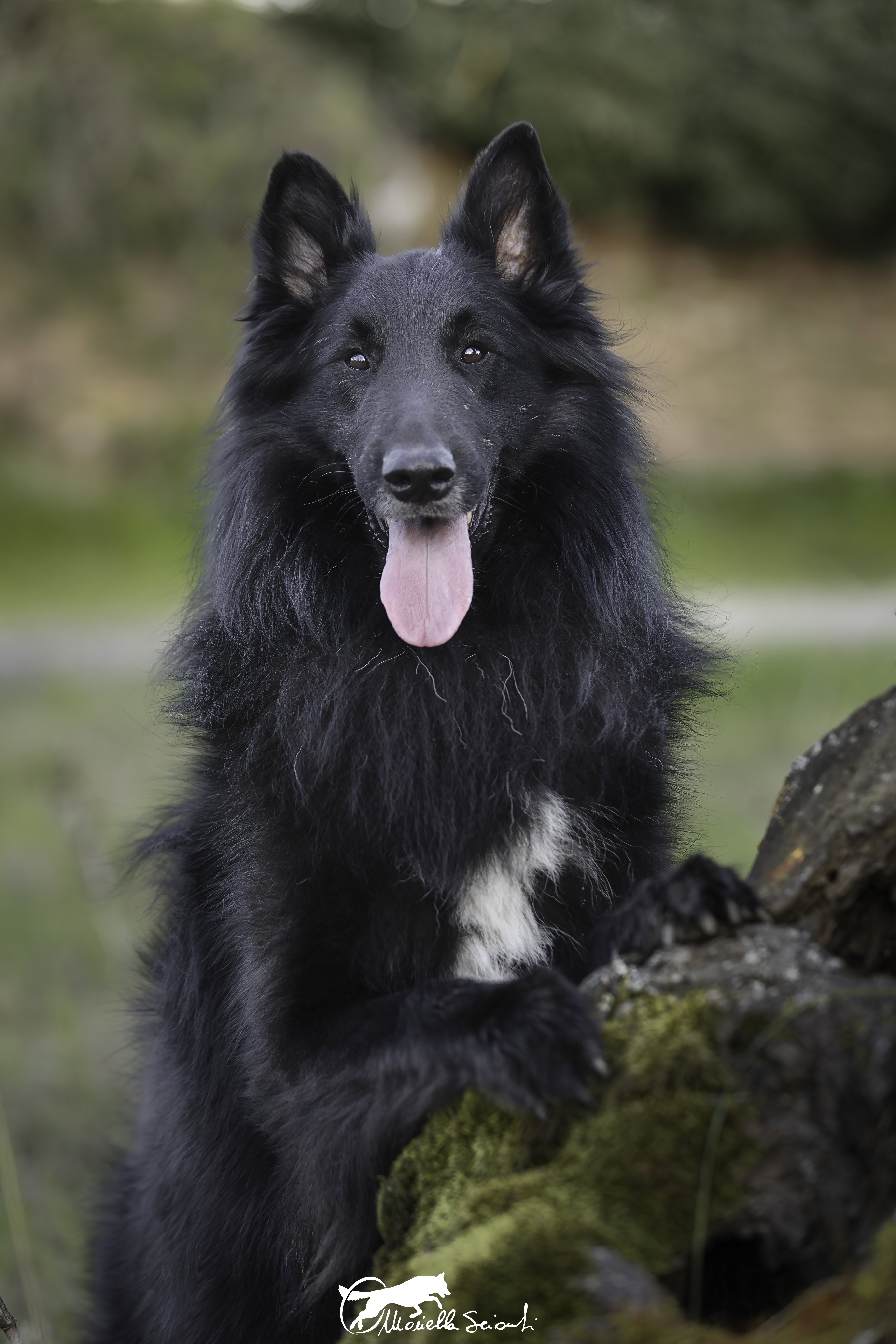 MARE NUBIUM of the Path of Dreams