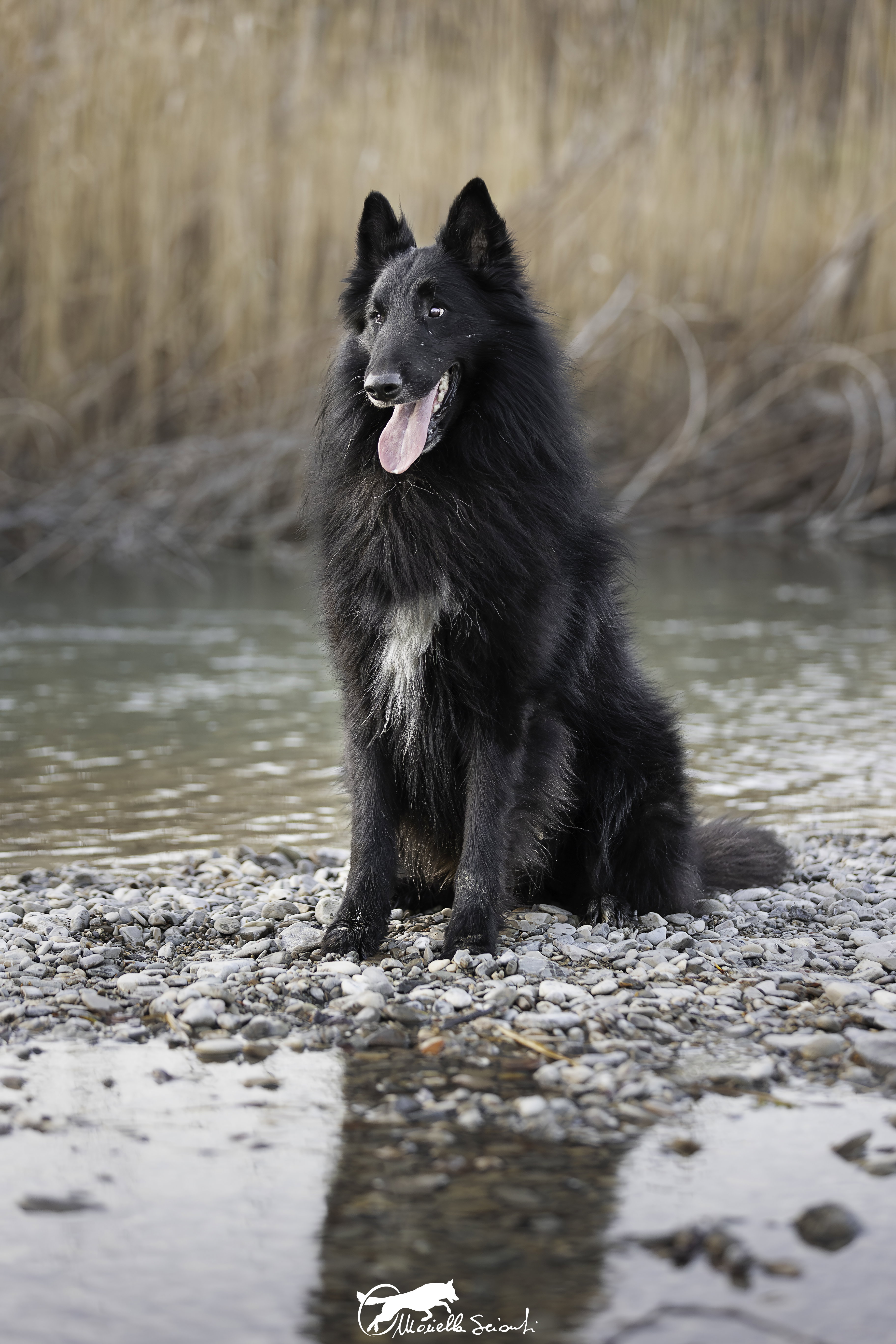 MARE NUBIUM of the Path of Dreams