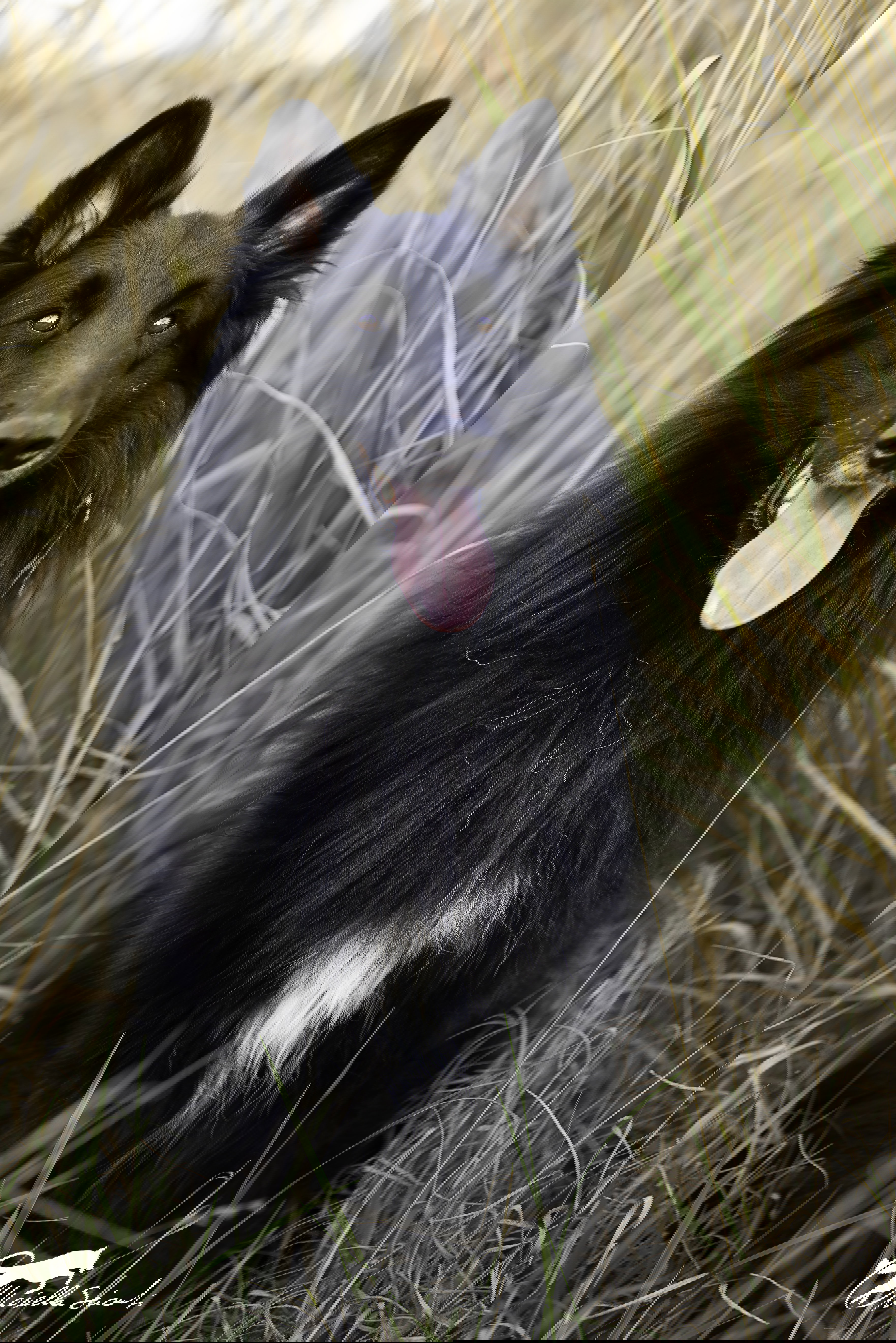 MARE NUBIUM of the Path of Dreams