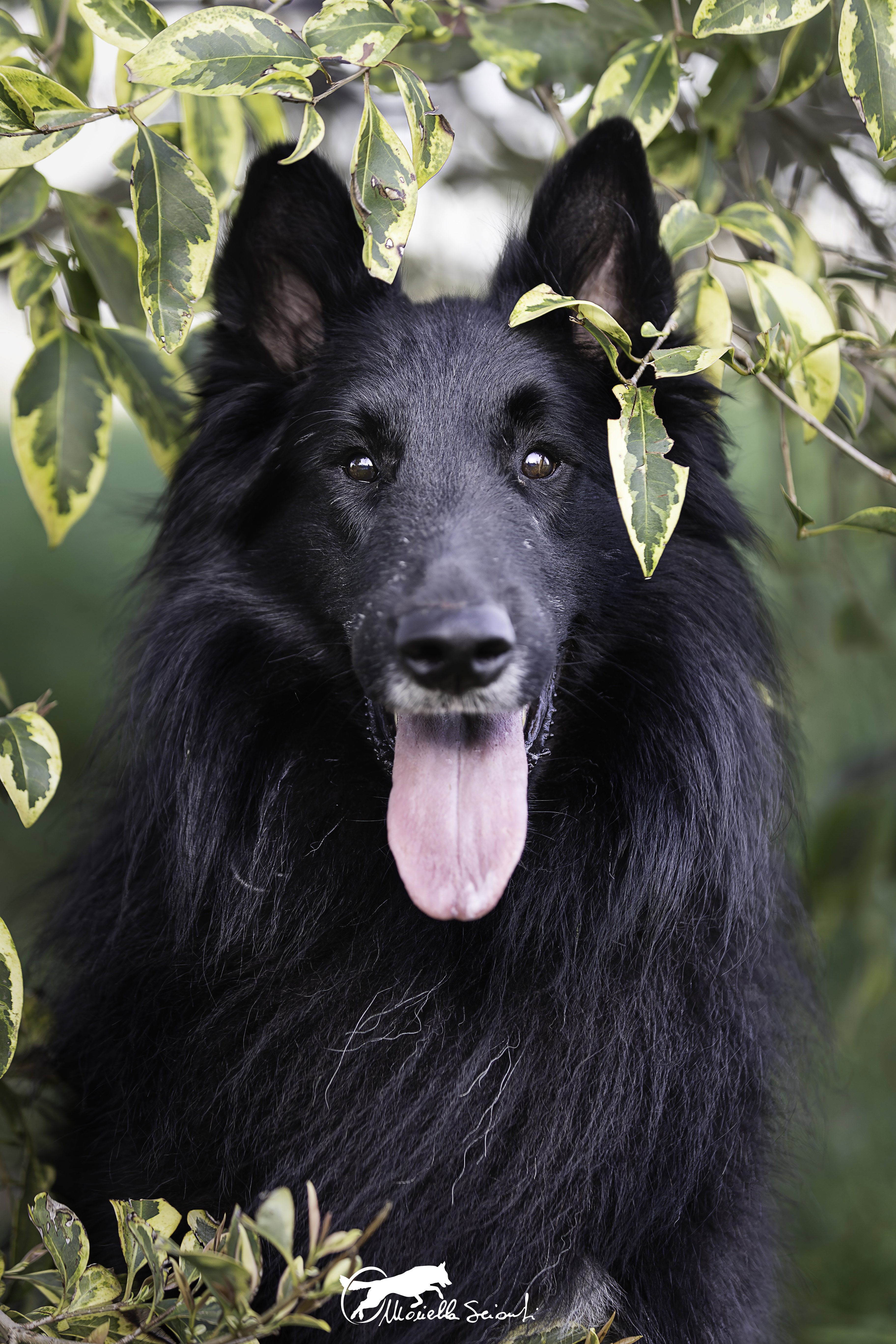 MARE NUBIUM of the Path of Dreams