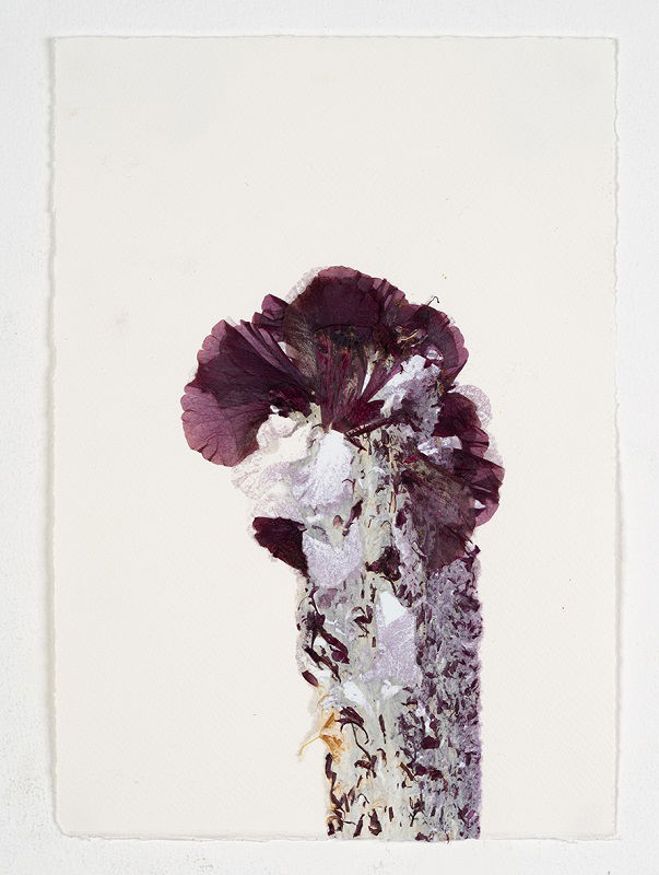 Hibiscus #4, 2023, 20_30 cm, Monotype 