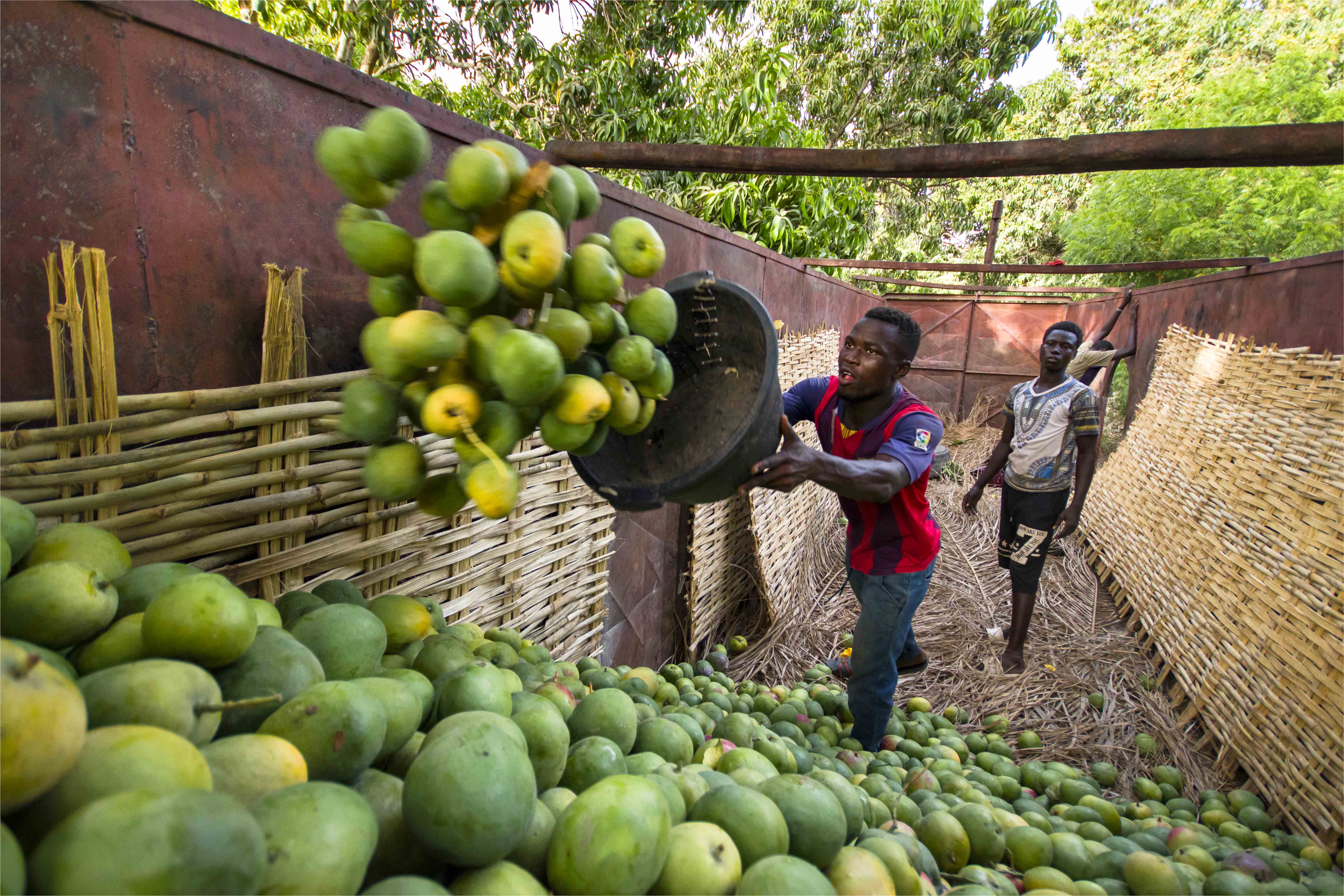 La majorité des mangues produites en Afrique sont perdues avant même d'avoir atteint l'assiette des consommateurs : un défi logistique et organisationnel pour les filières horticoles africaines.