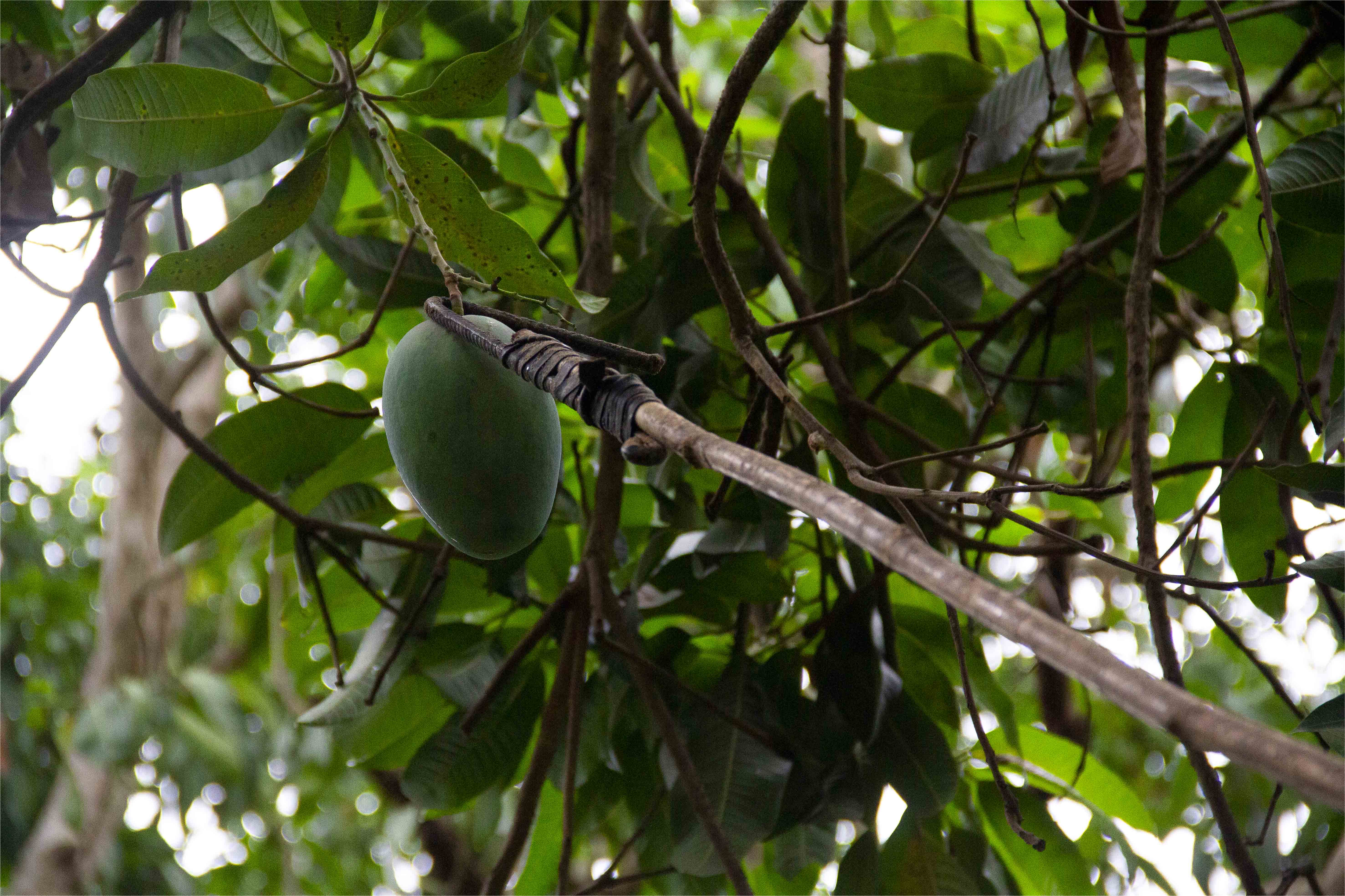 Pertes à la récolte