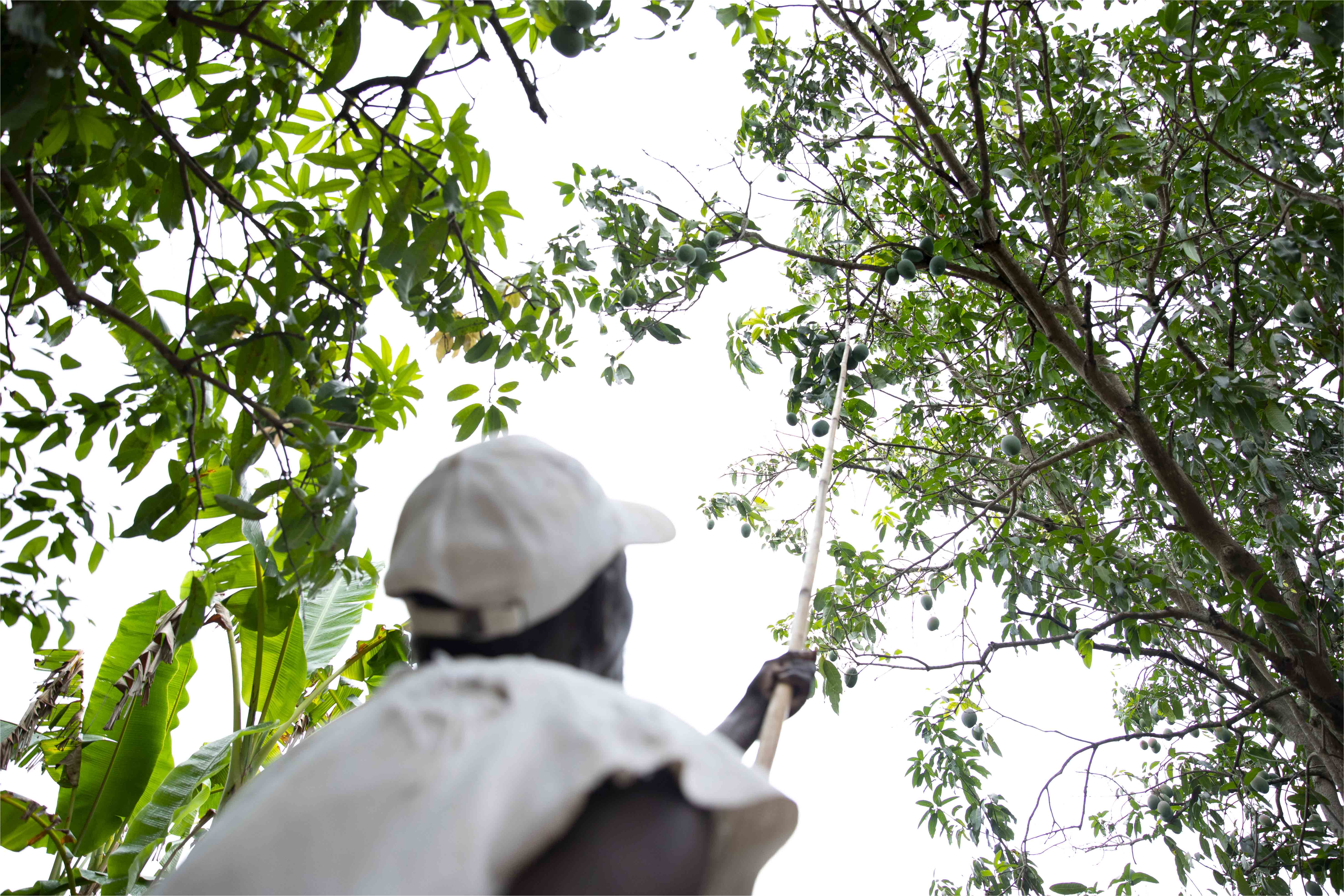 Pertes à la récolte