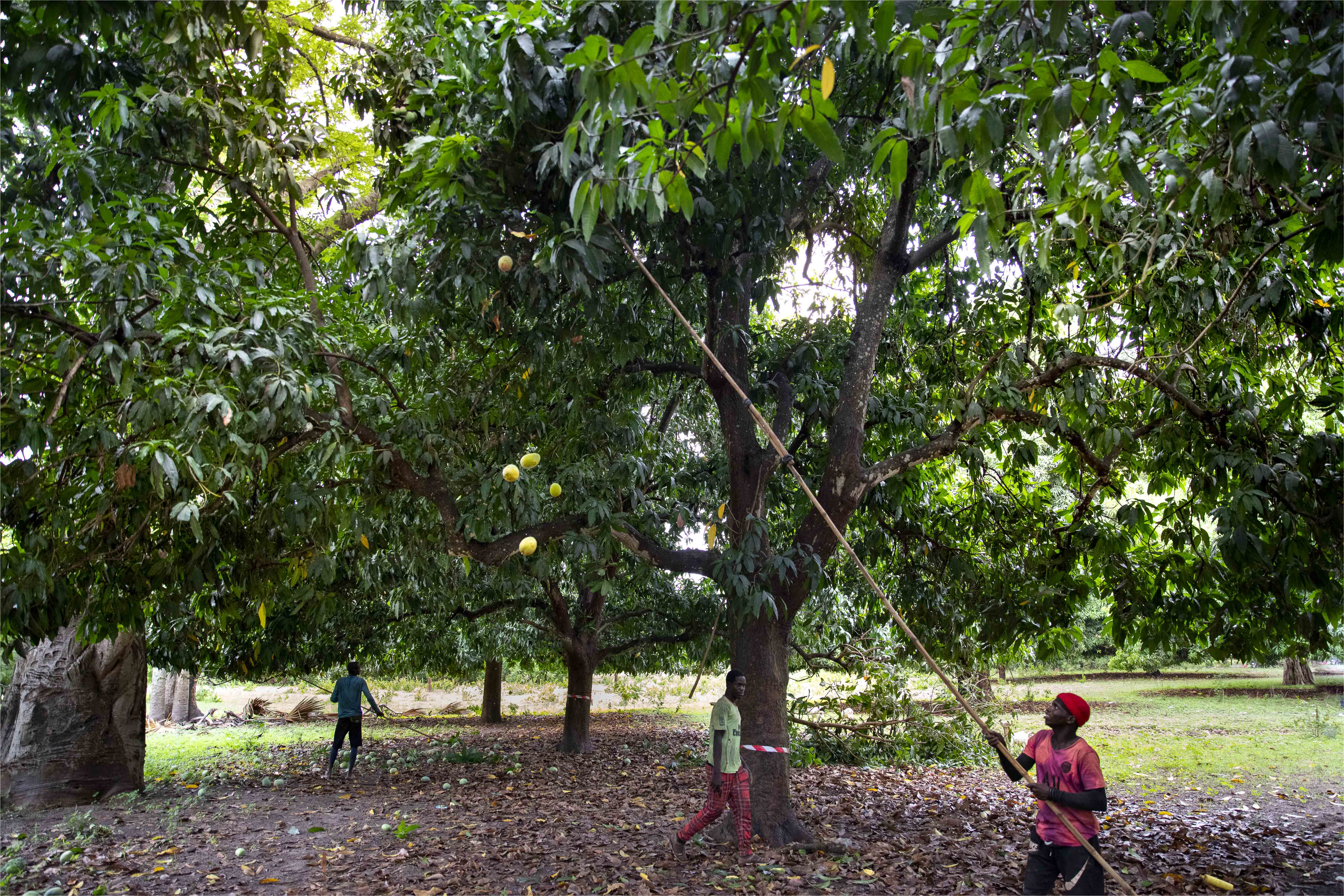 Pertes à la récolte
