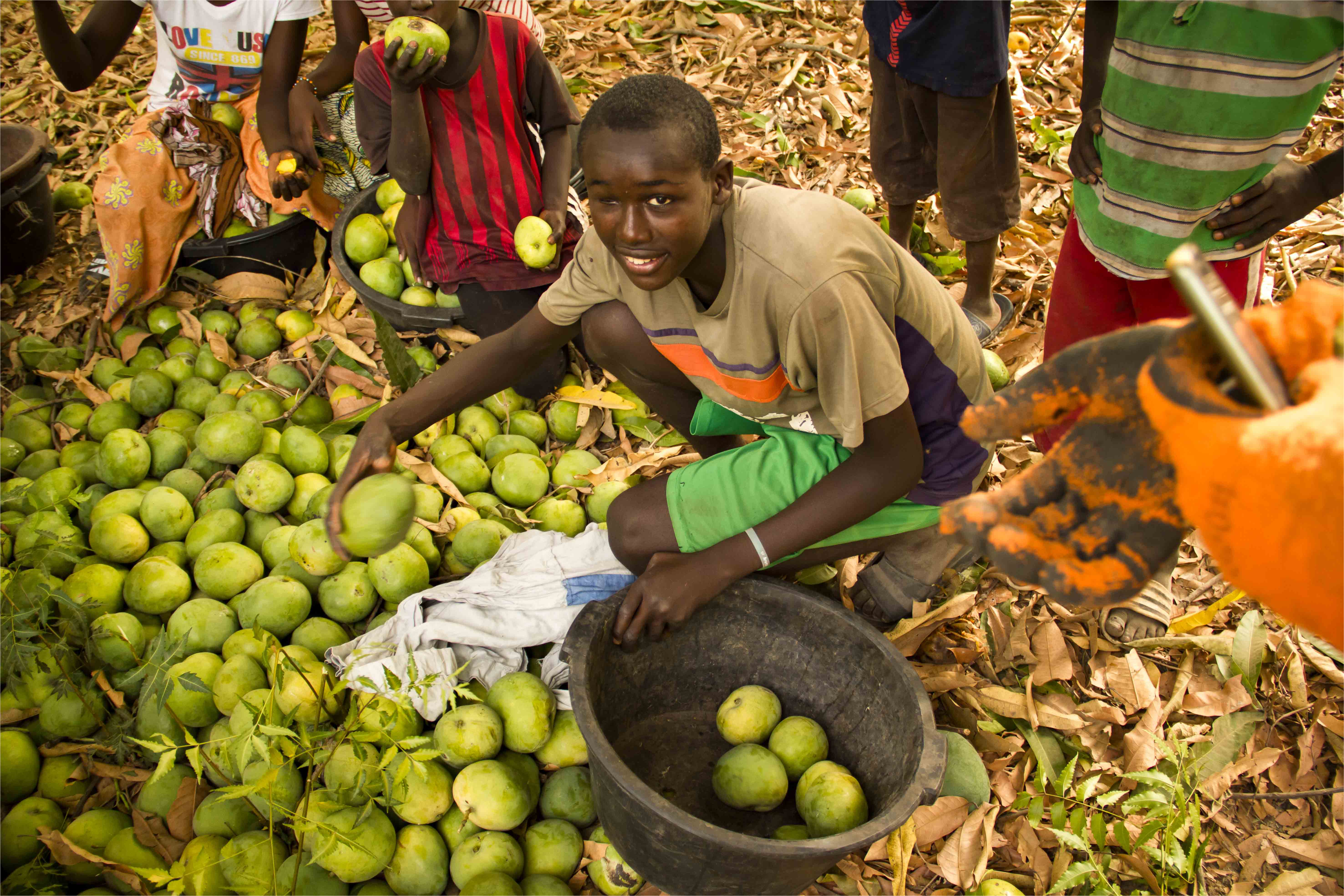Pertes post-récolte dans les filières domestiques