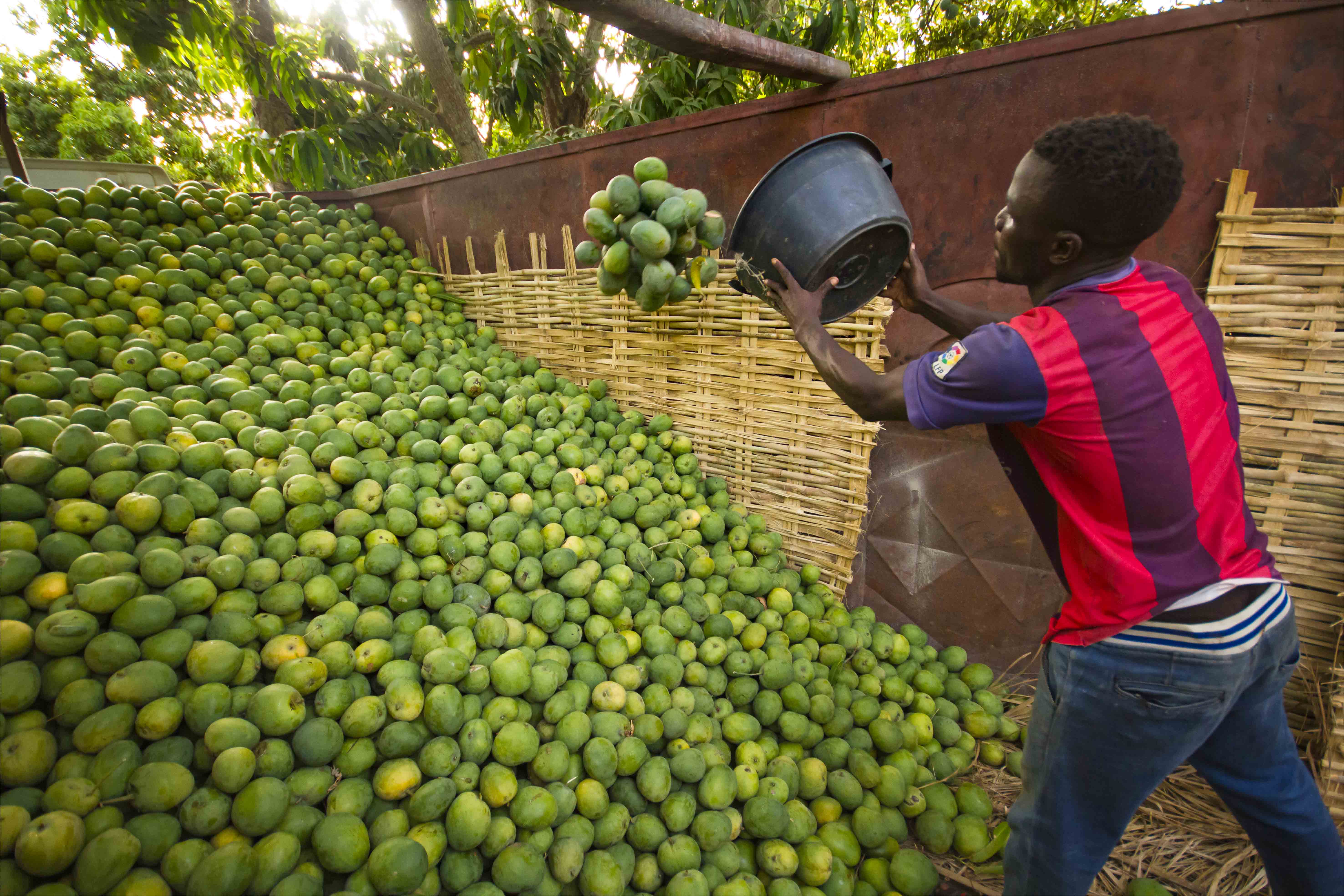 Pertes post-récolte dans les filières domestiques