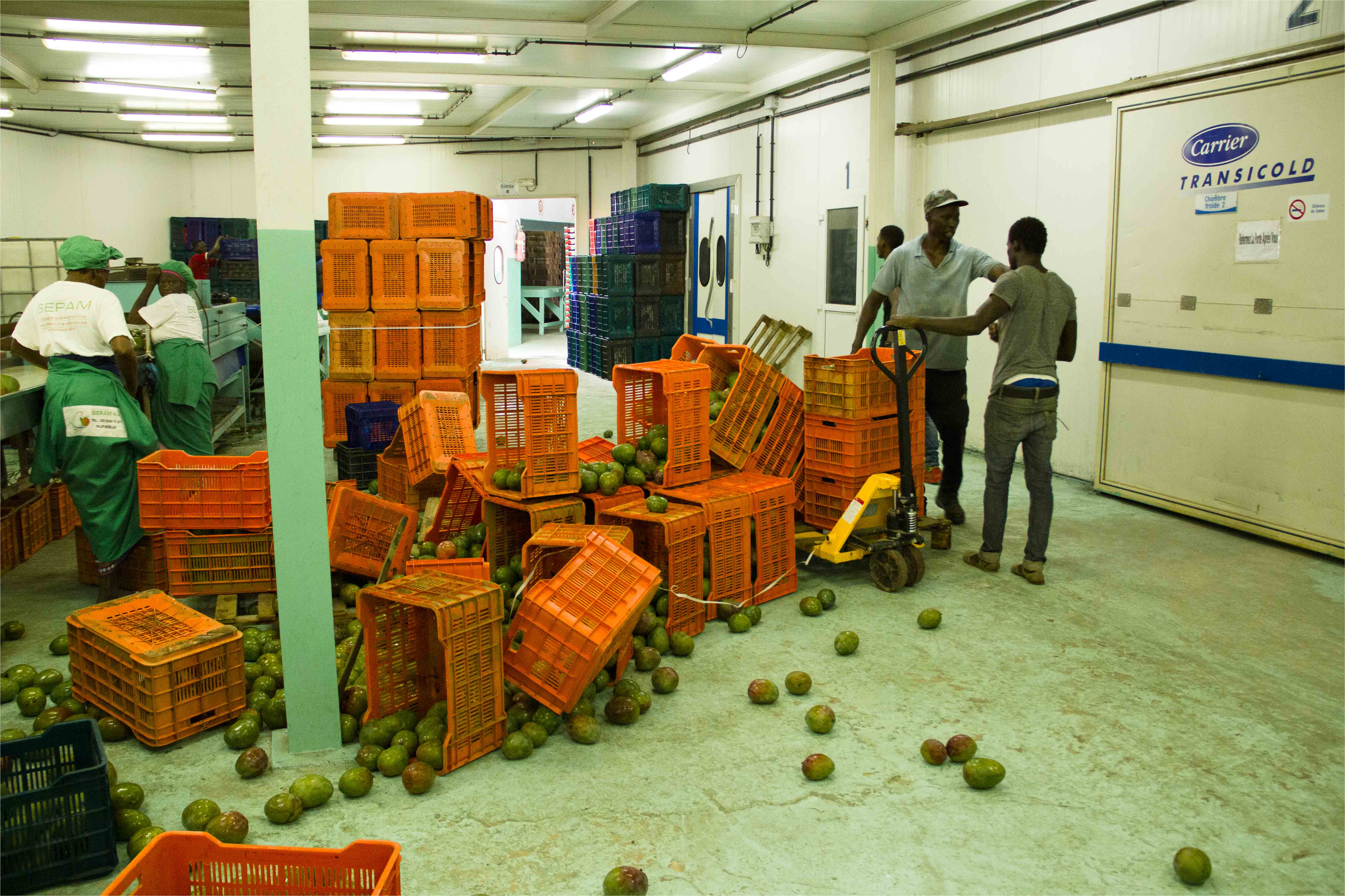 Pertes post-récolte dans les filières domestiques