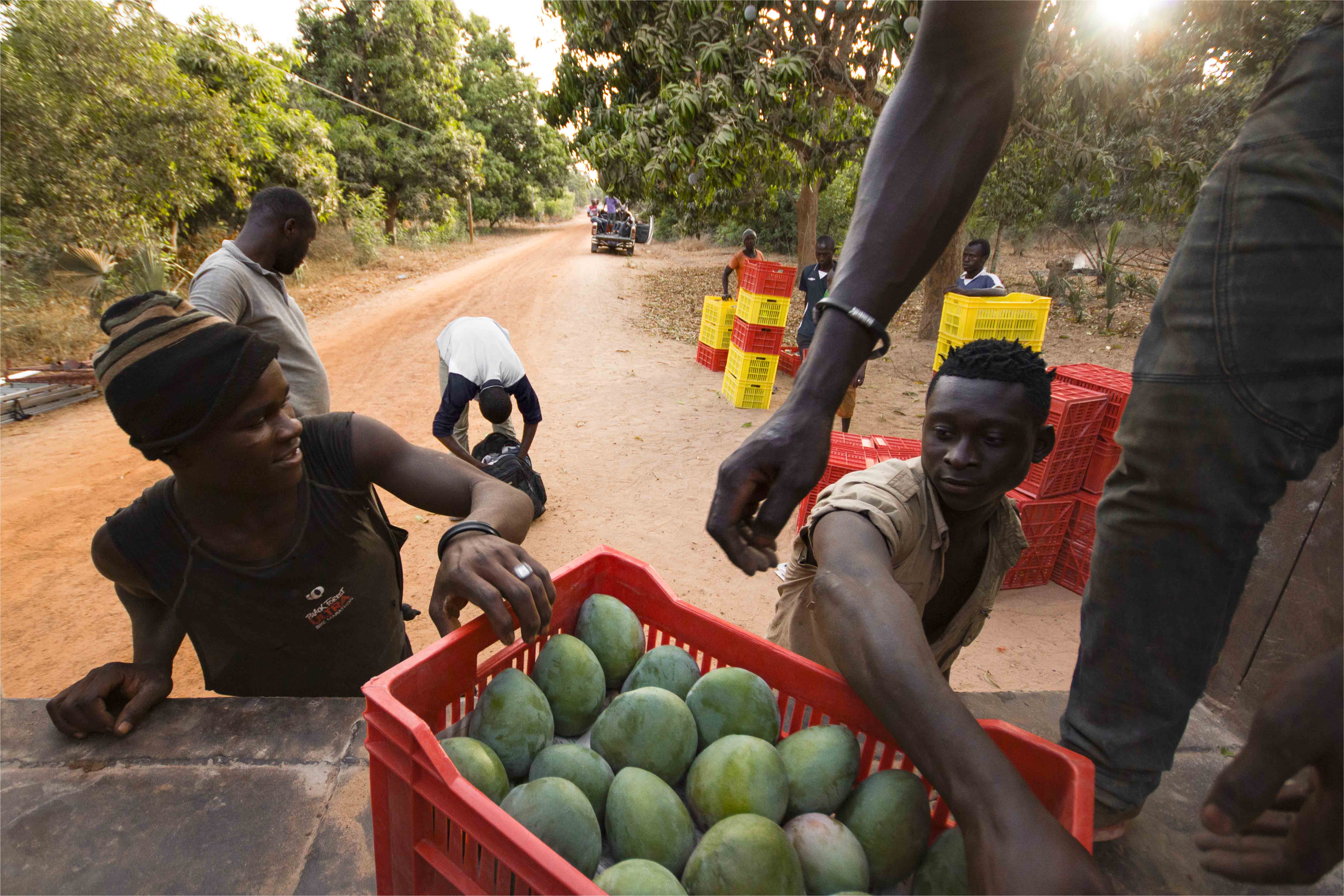 Pertes post-récolte dans les filières d'exportation