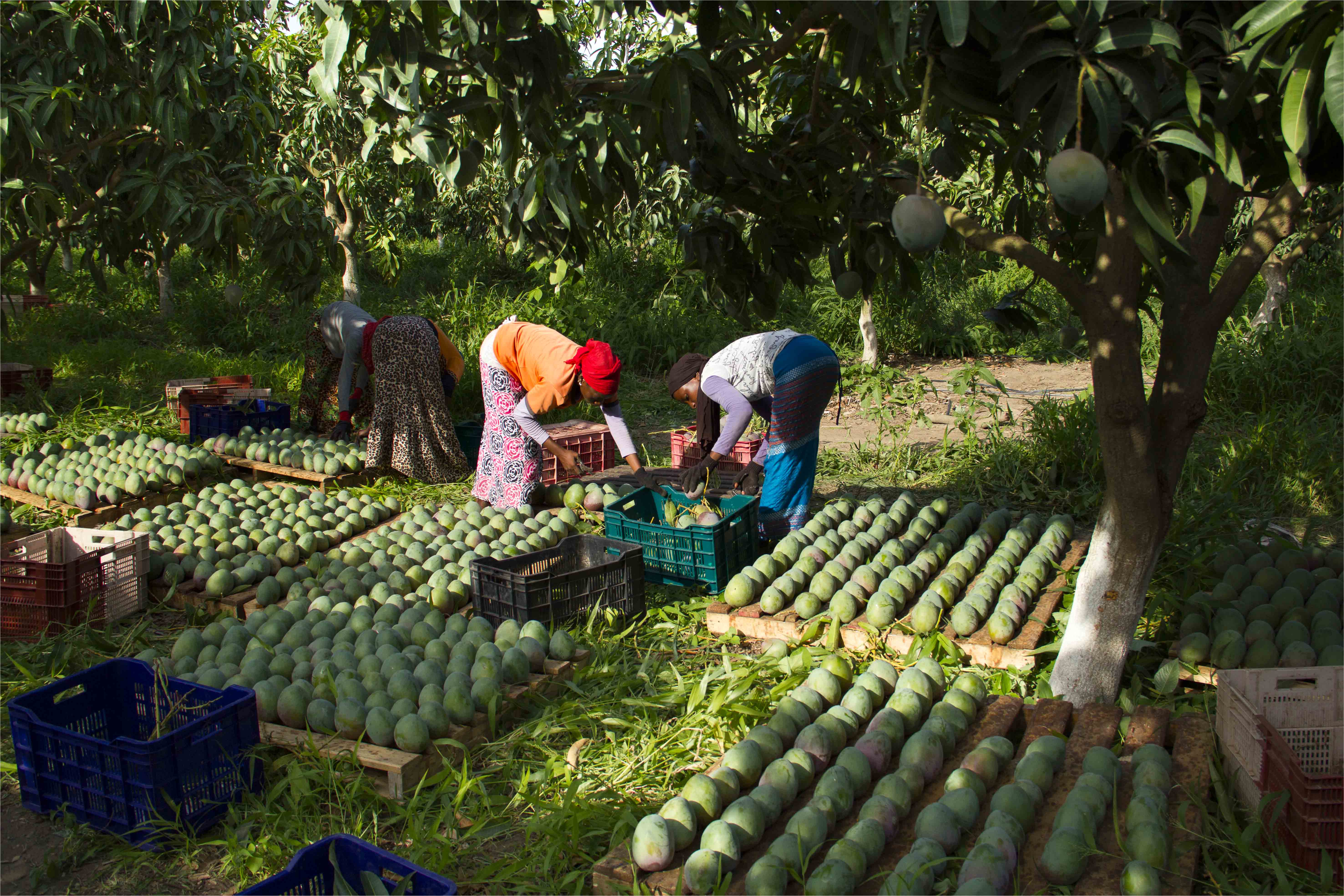 Pertes post-récolte dans les filières d'exportation