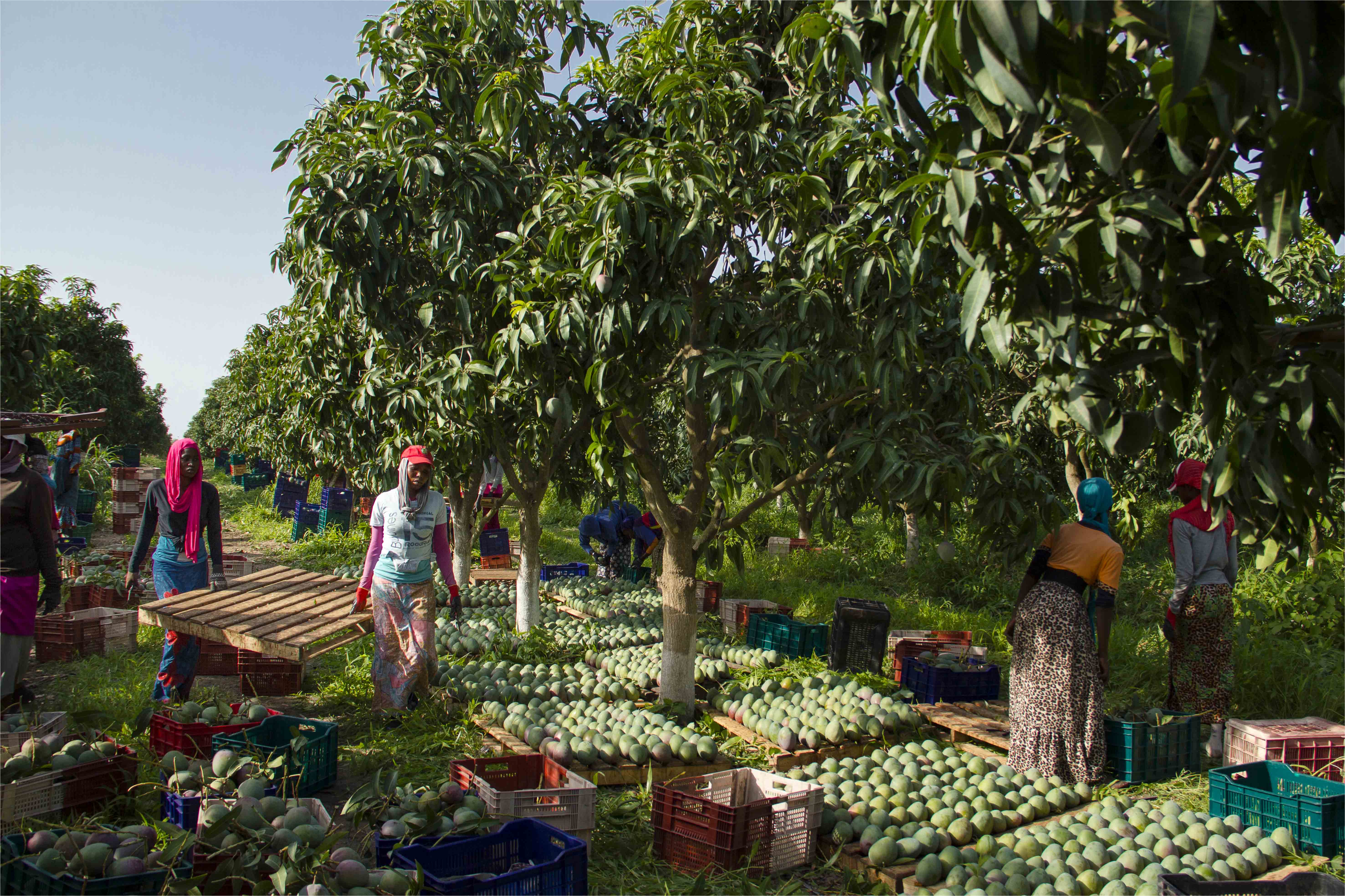 Pertes post-récolte dans les filières d'exportation
