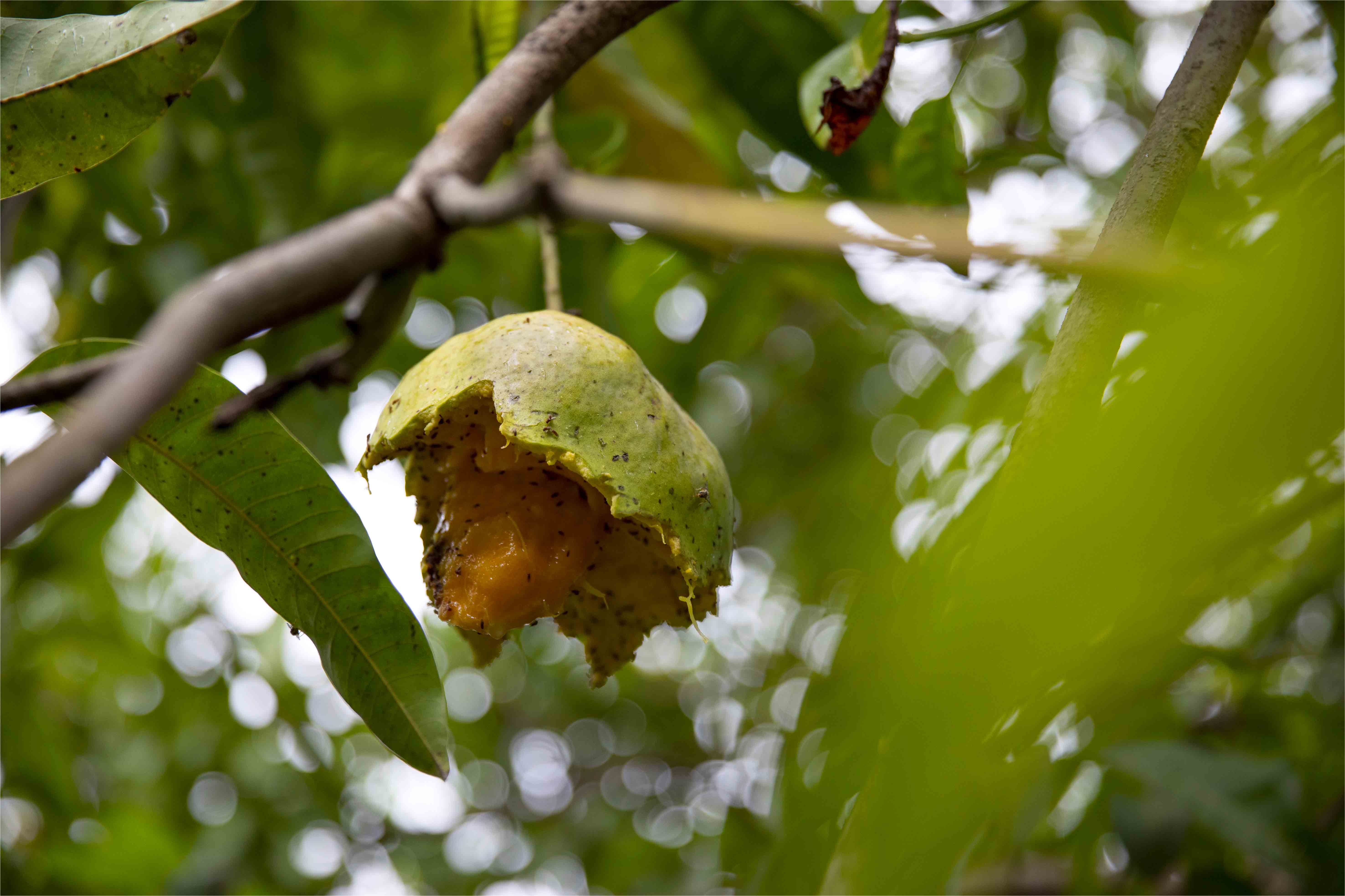 Pertes pré-récolte