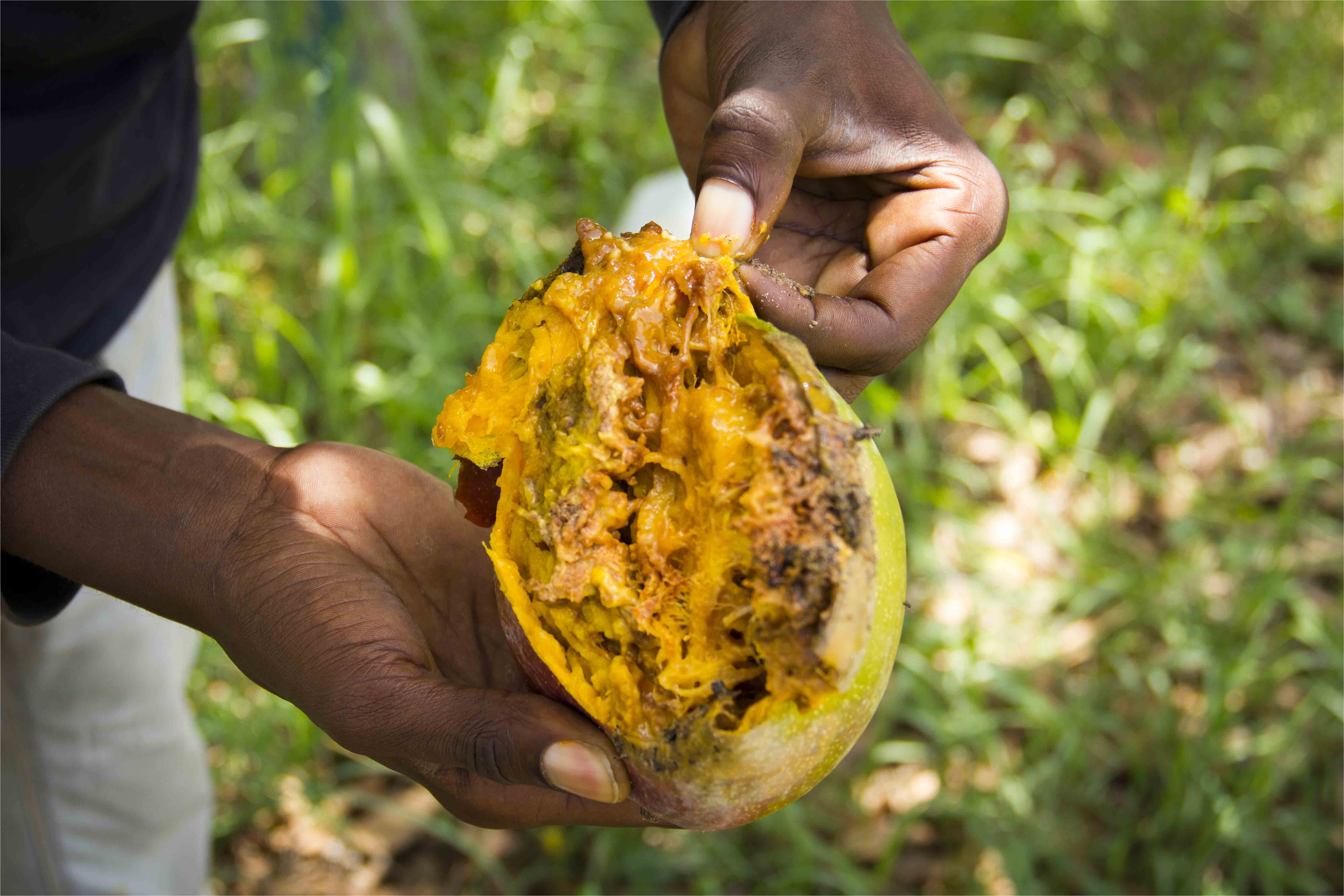 Pertes pré-récolte