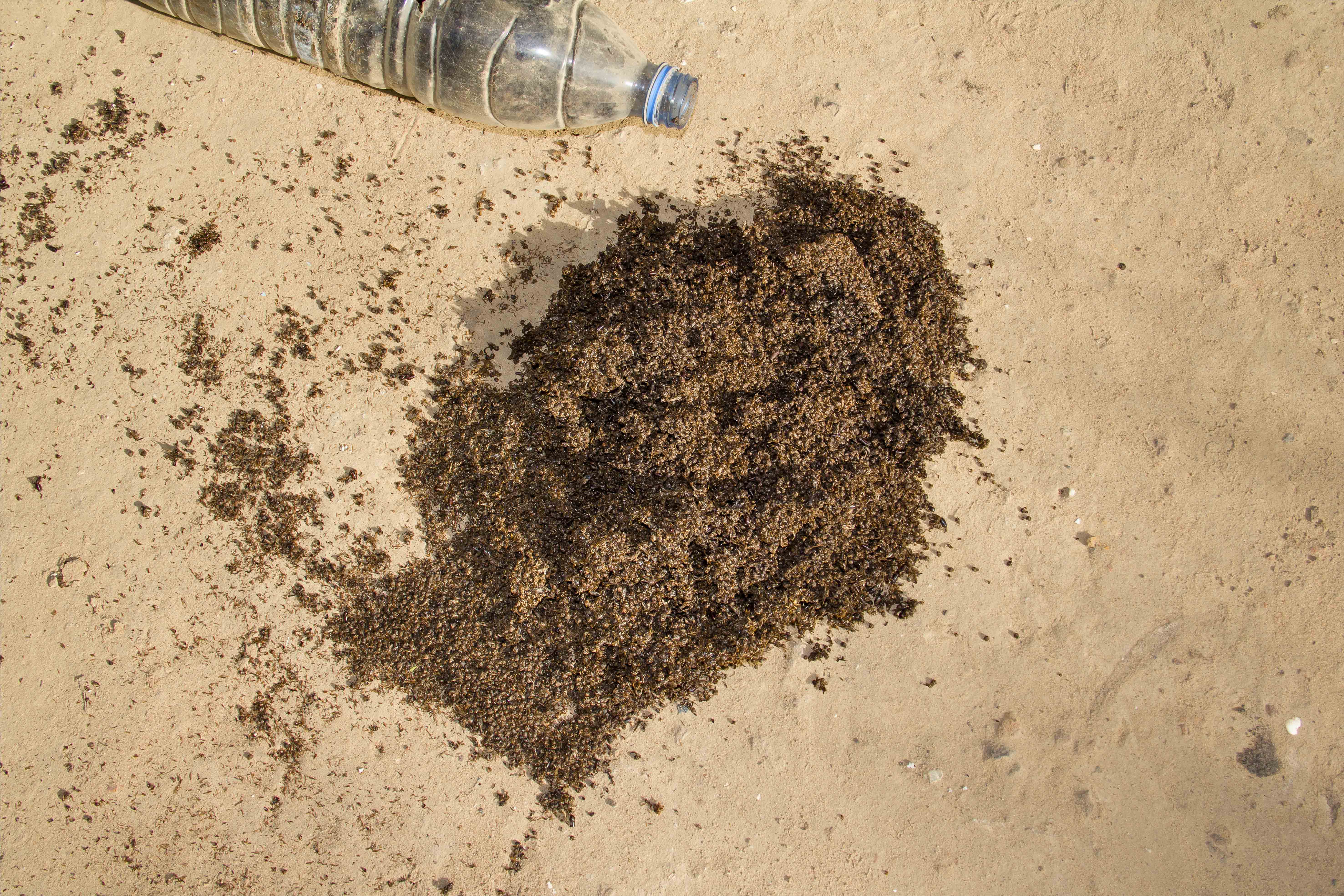 Pertes pré-récolte