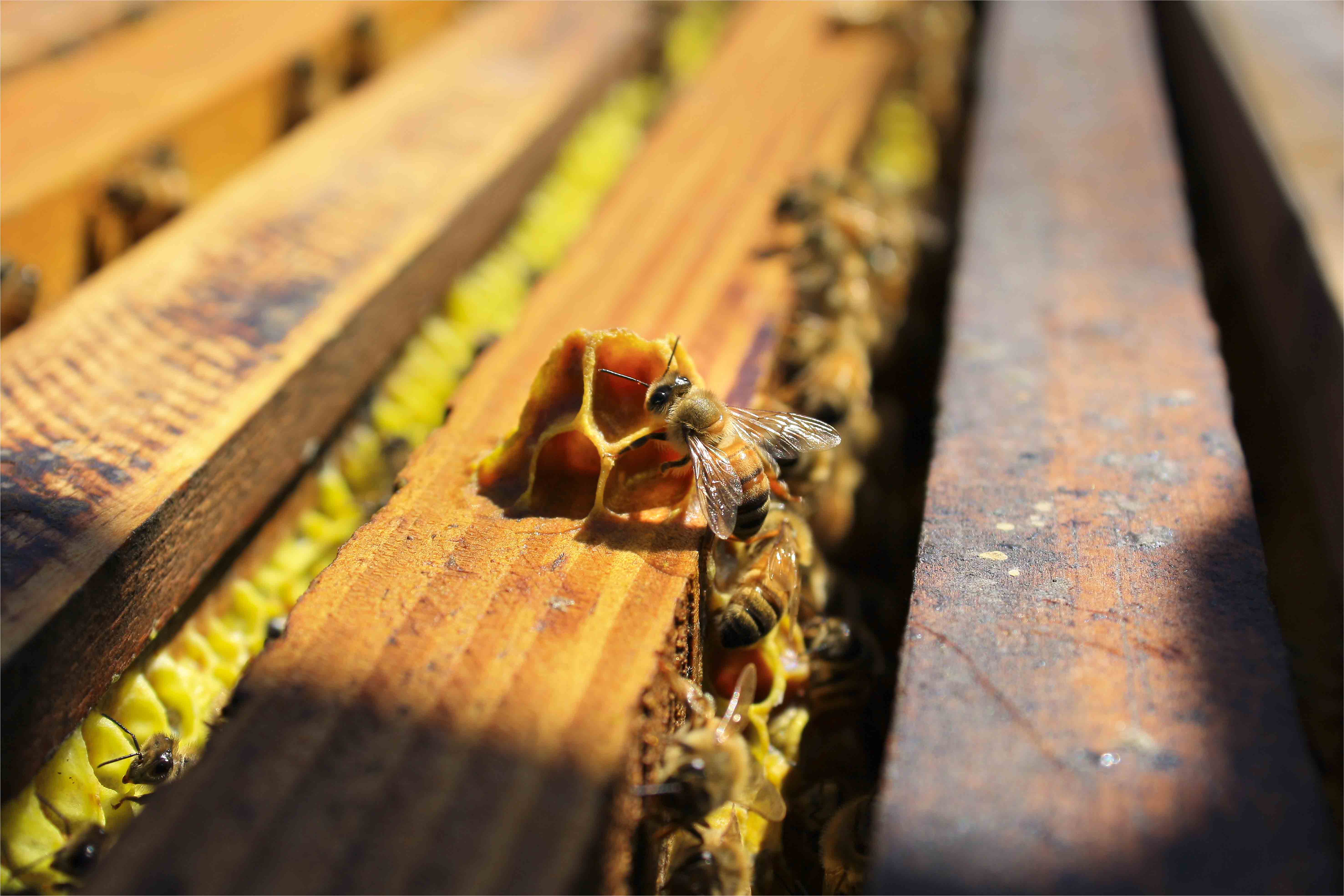 Risque sanitaire majeur