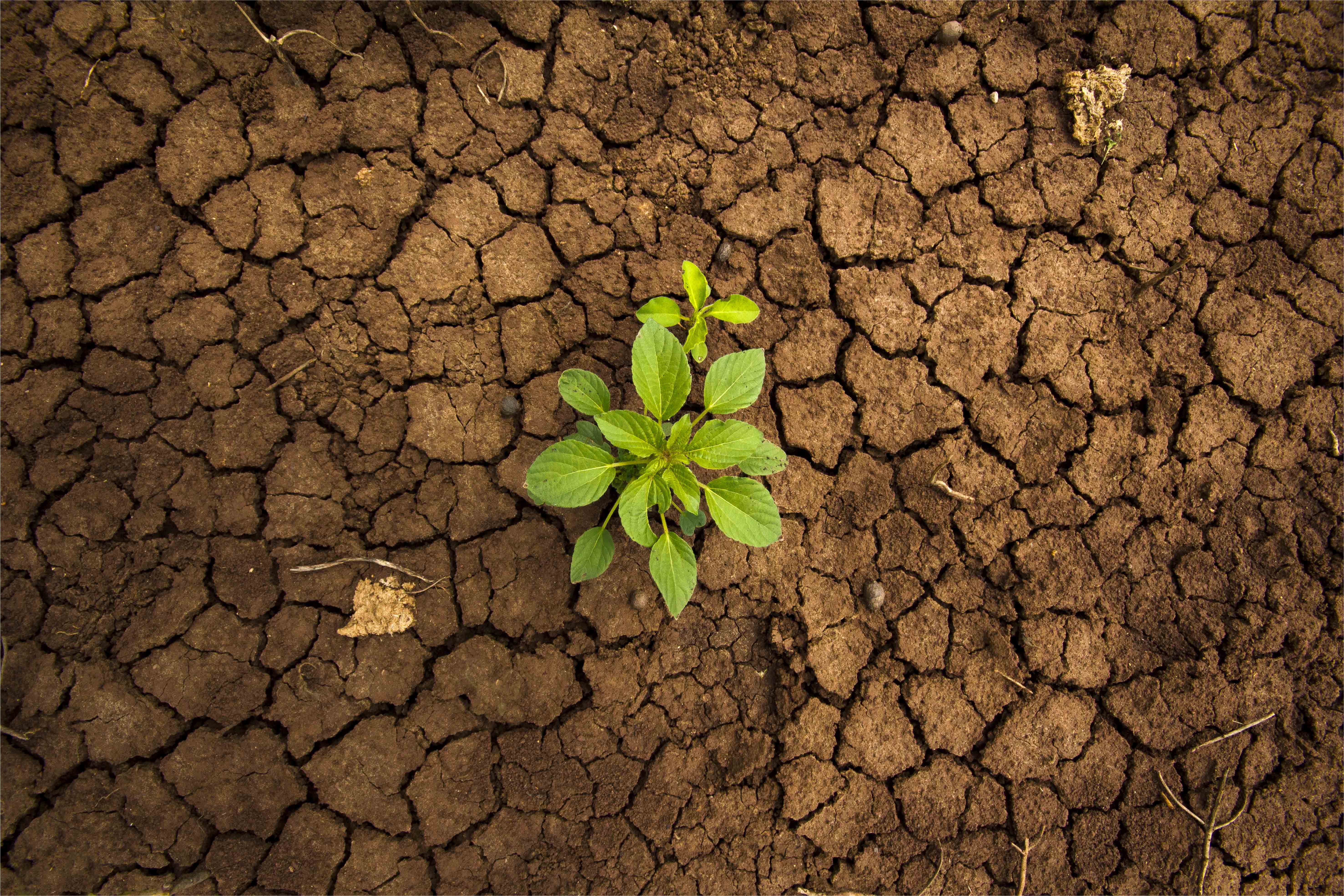 L'Afrique subsaharienne est le théâtre d'un processus continu de désertification, résultat du changement climatique et de la pression liée aux activités humaines. Les communautés rurales innovent pour restaurer la fertilité des sols dégradés.