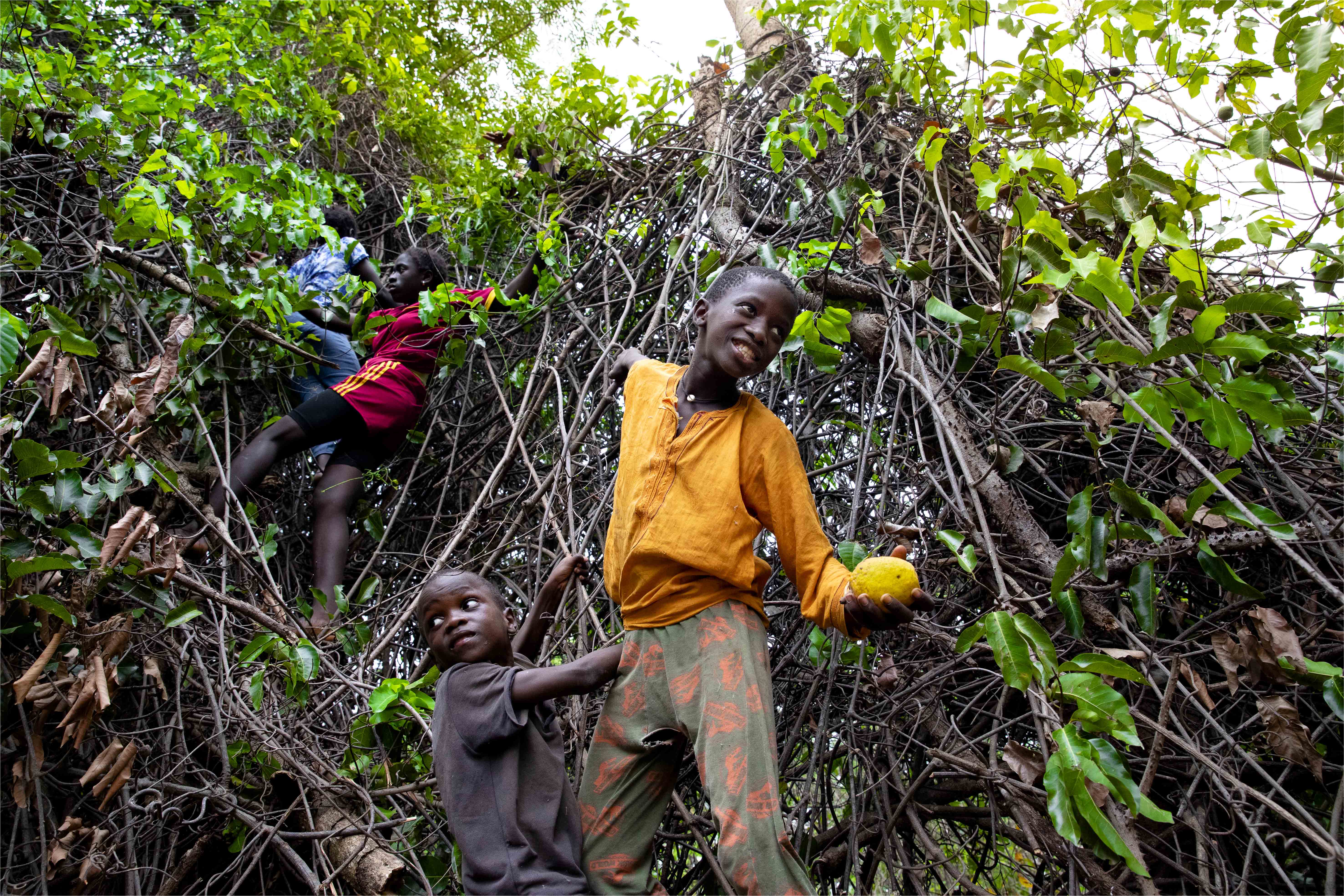 Forêts comestibles