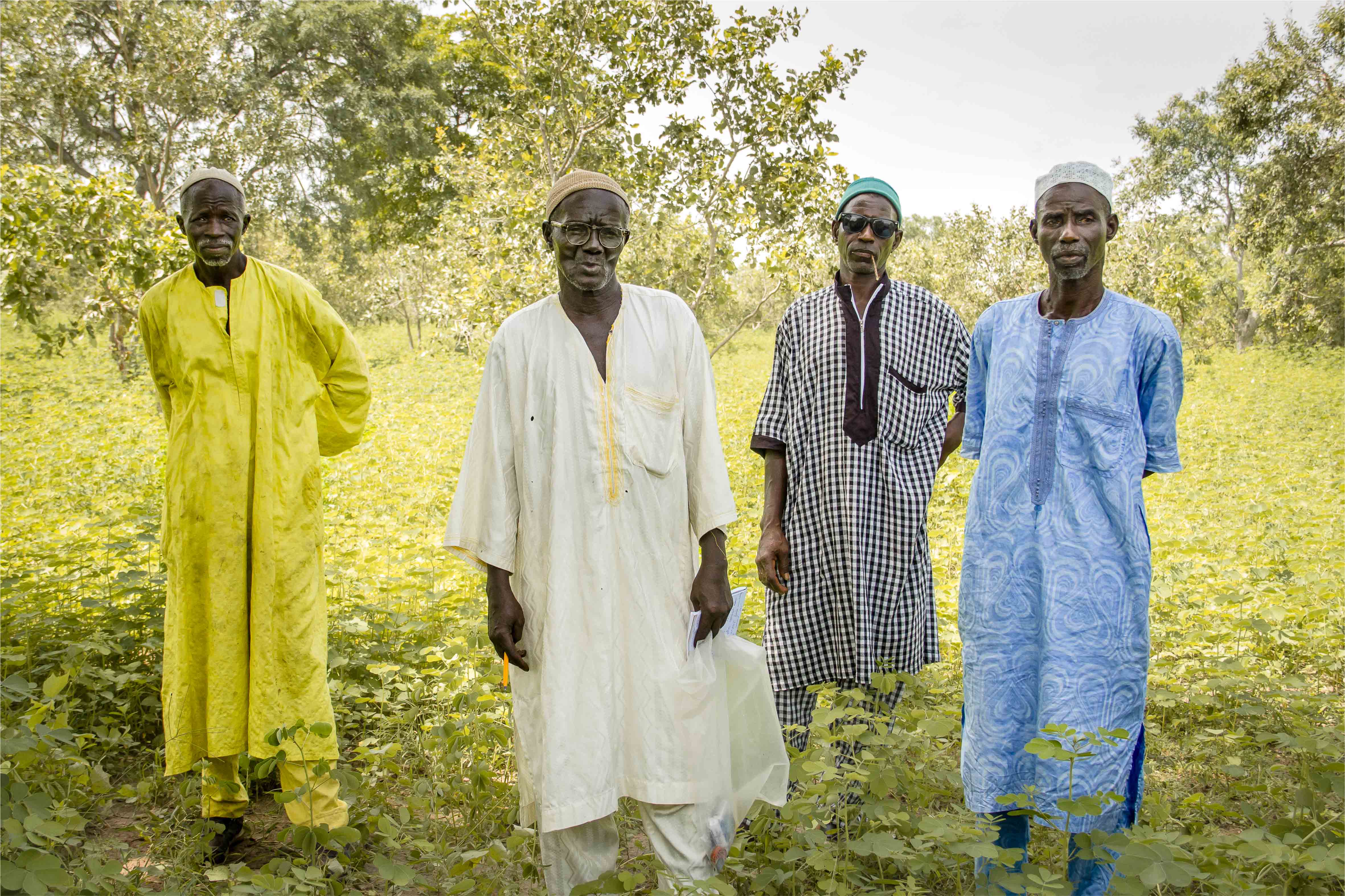 Les gardiens de la forêt