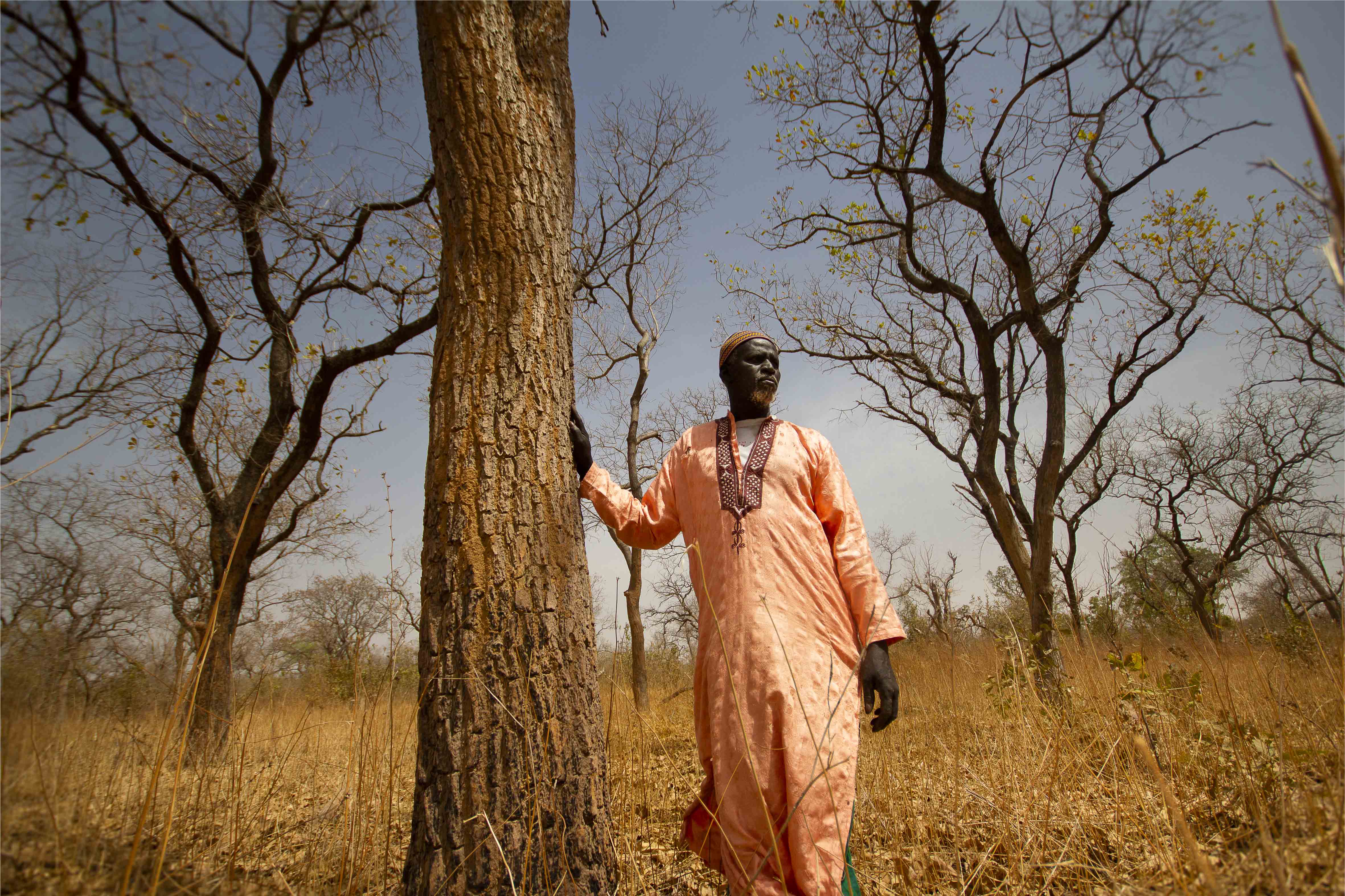 Les gardiens de la forêt