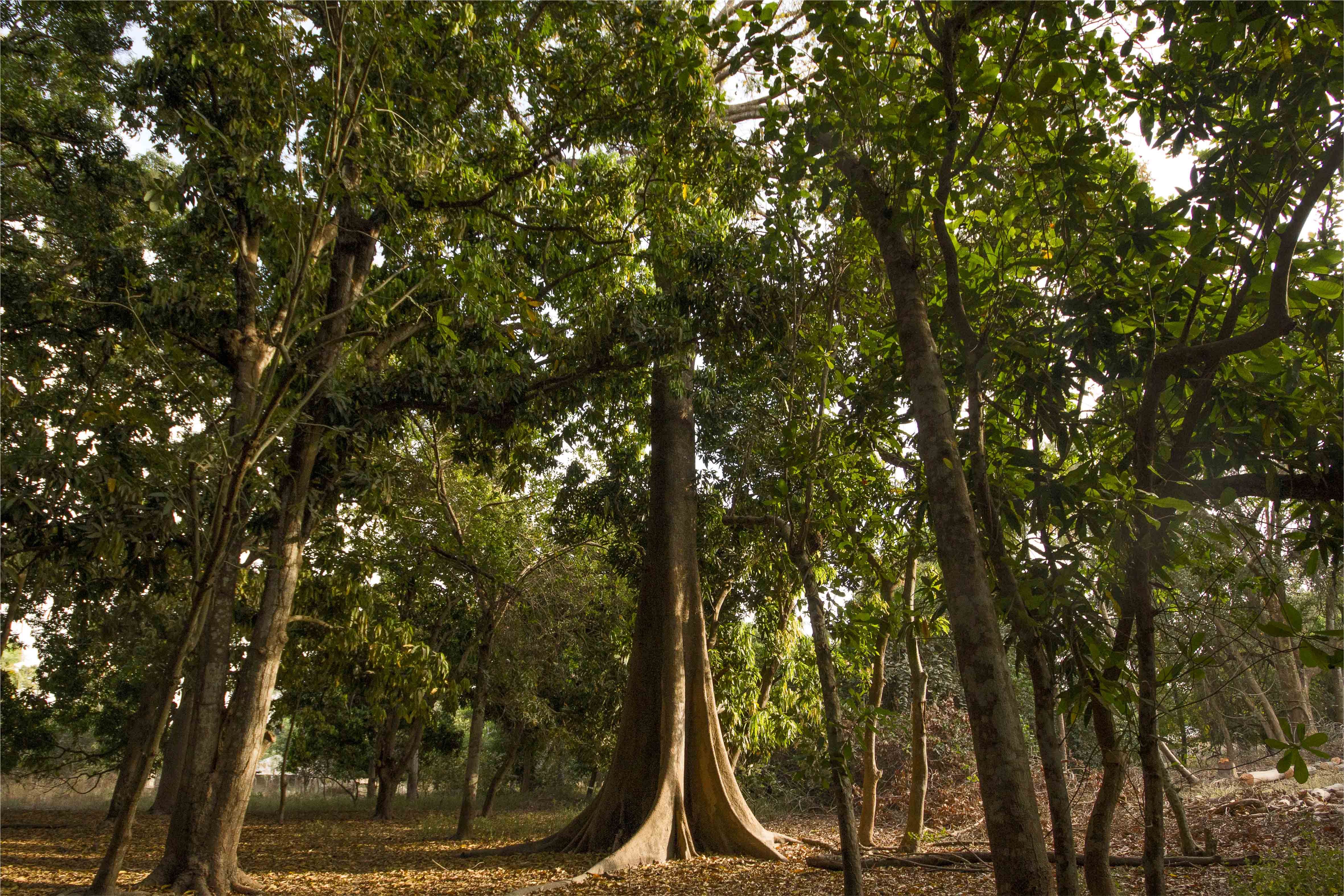 Un allié à l'ombre bienveillante