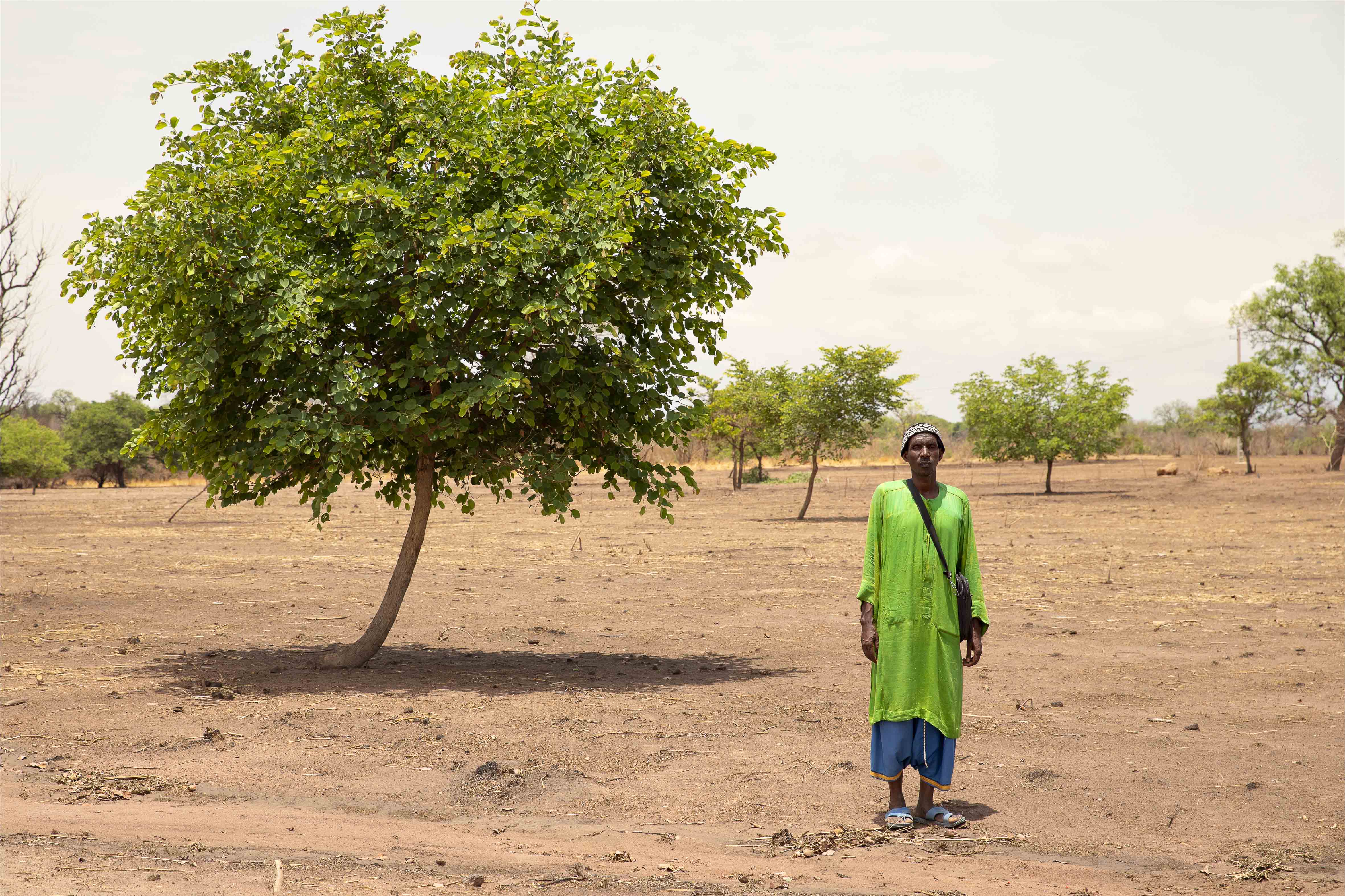 Régénération naturelle assistée