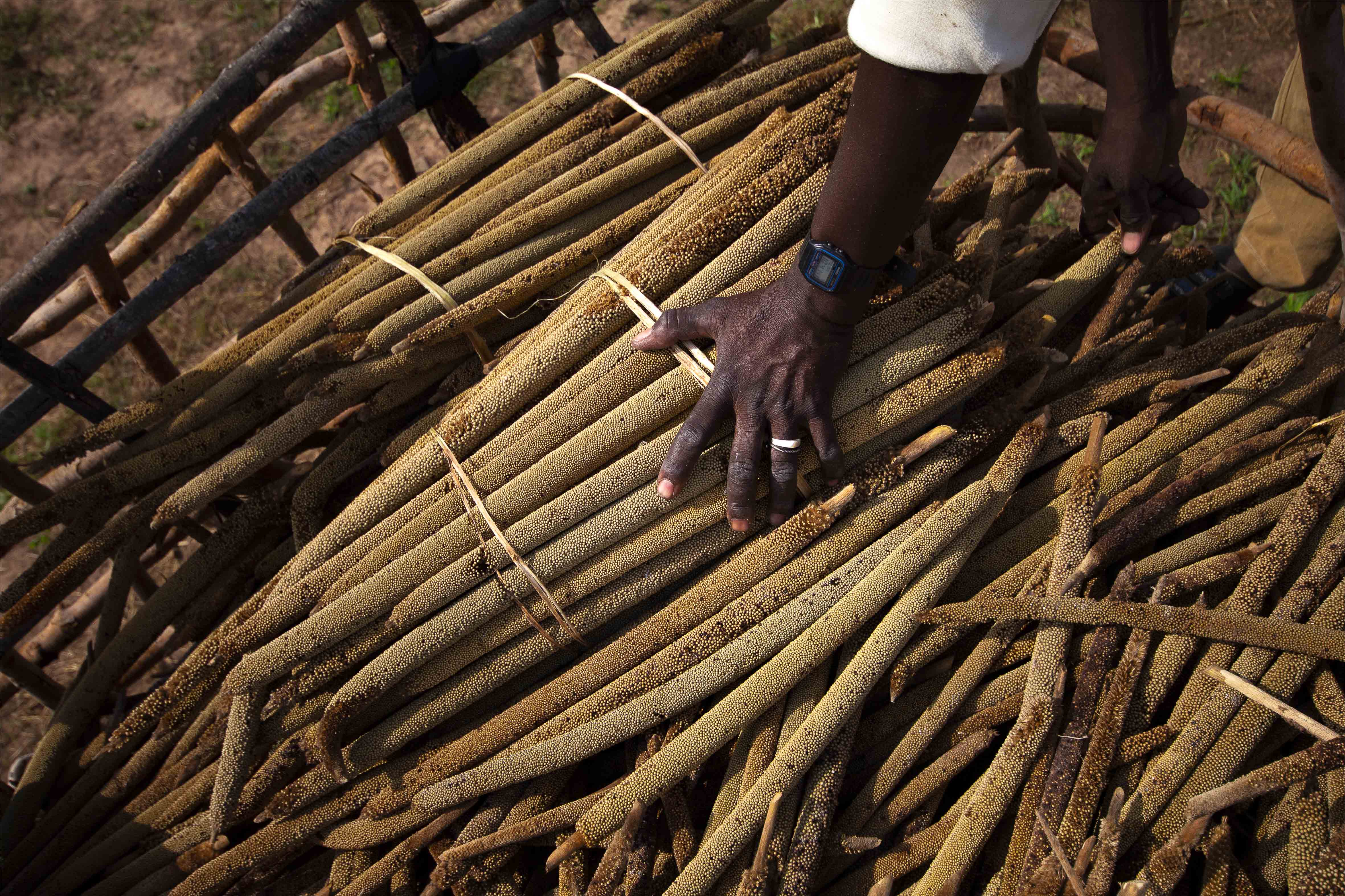 Récoltes prolifiques