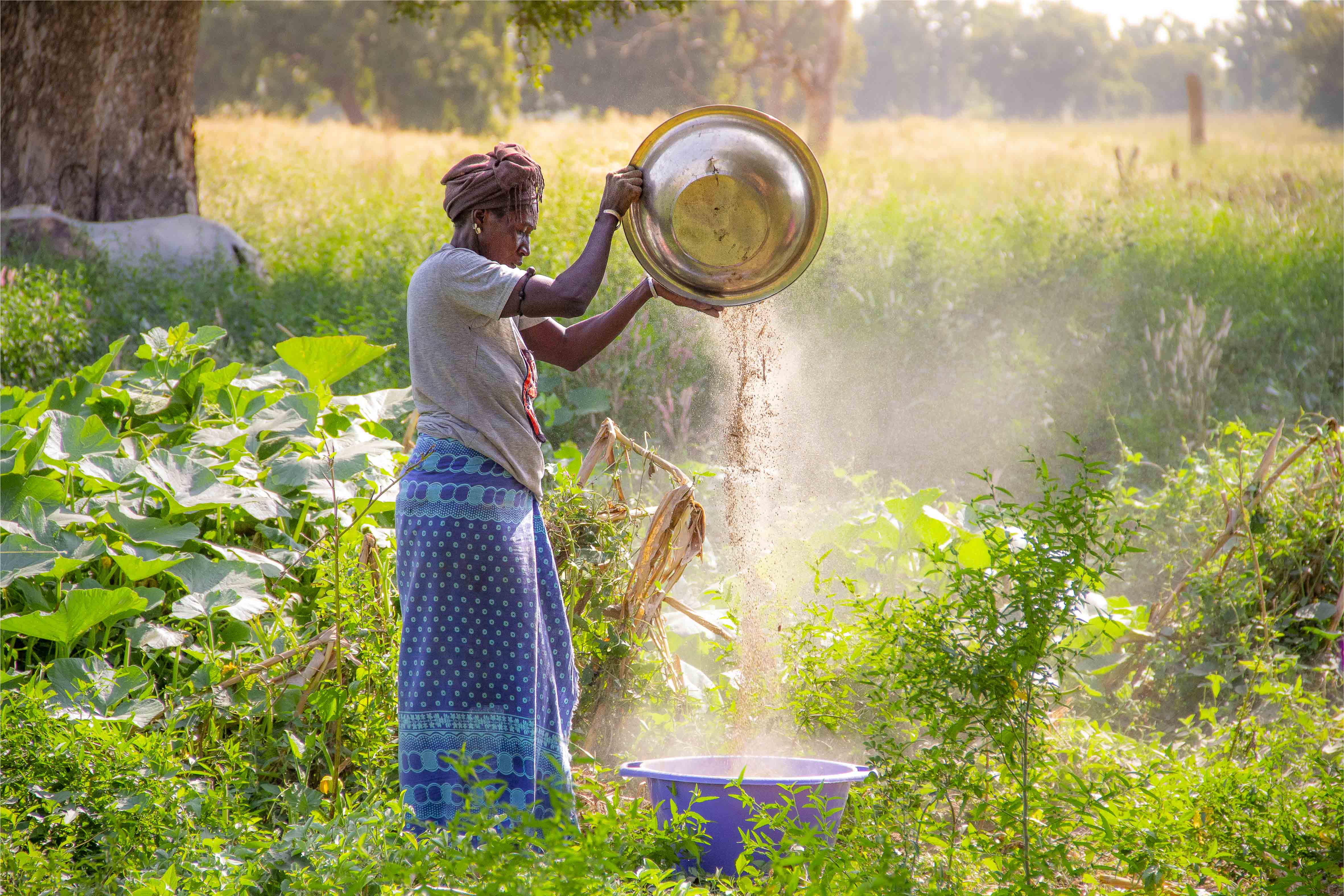 Le mill pour la sécurité alimentaire
