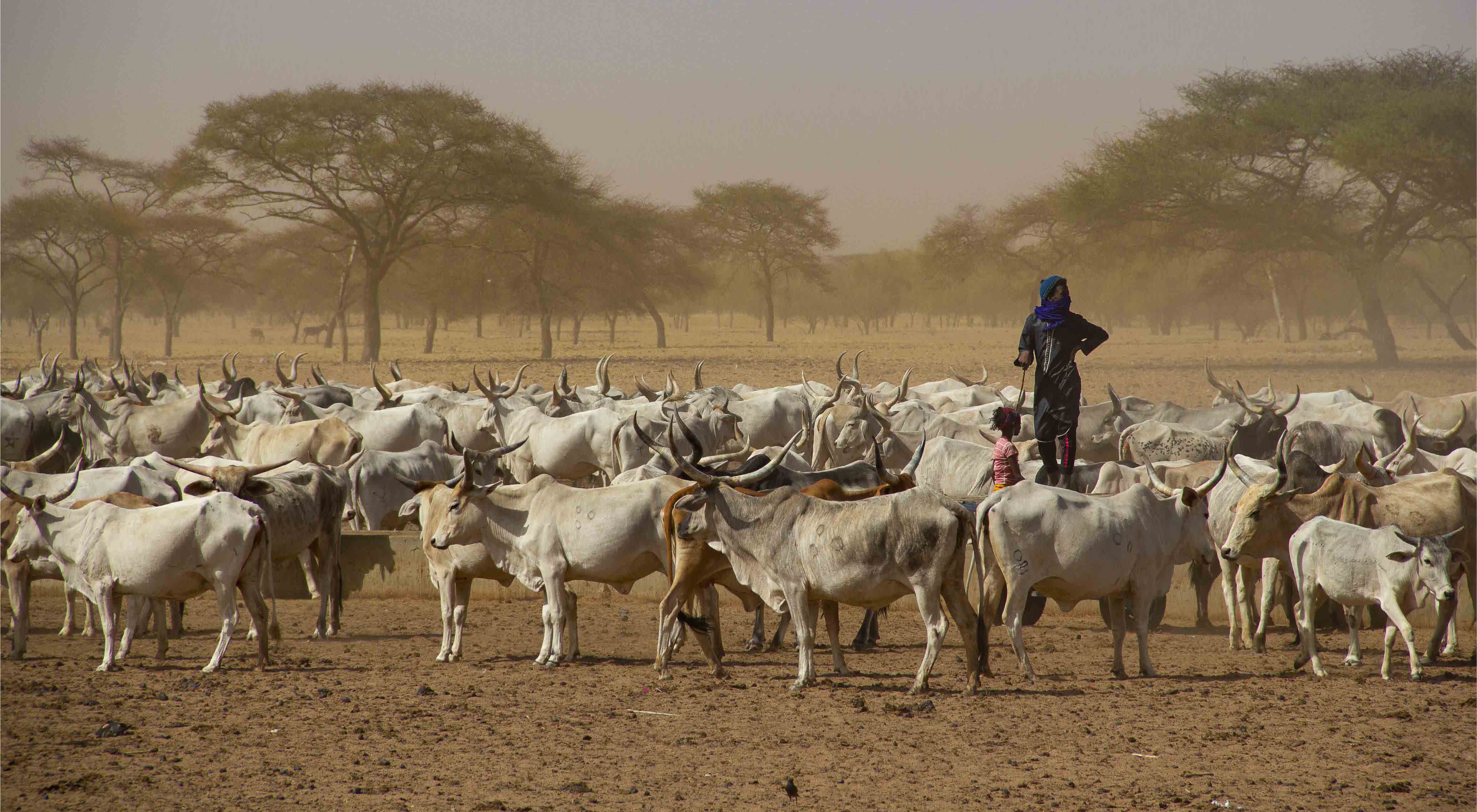 Valoriser les milieux arides
