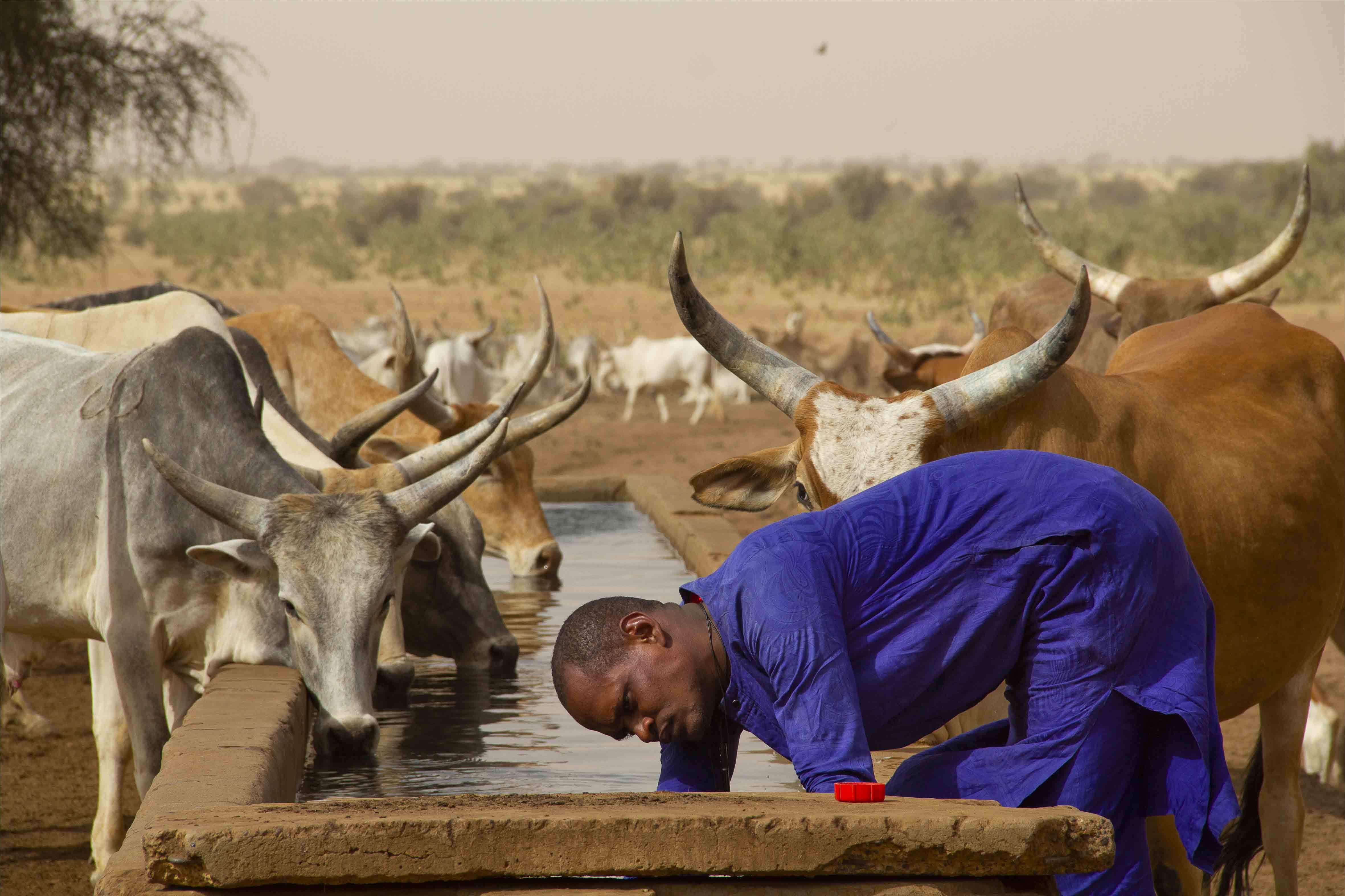 Partout en Afrique, les derniers peuples d'éleveurs transhumants sont forcés de s'adapter à un monde en rapide évolution. Regard croisé entre Sénégal et le Kenya.