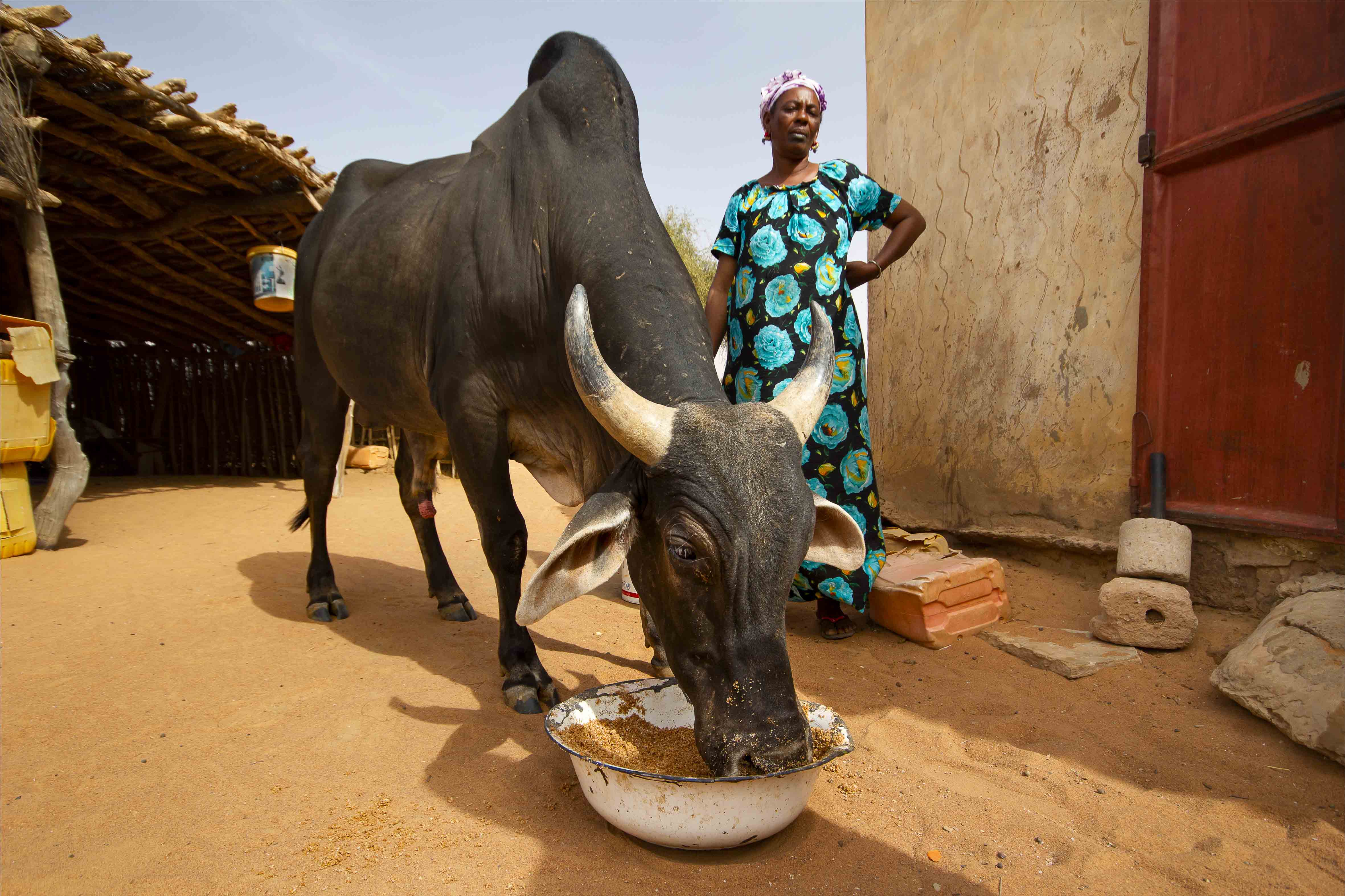 Sédentarisation forcée