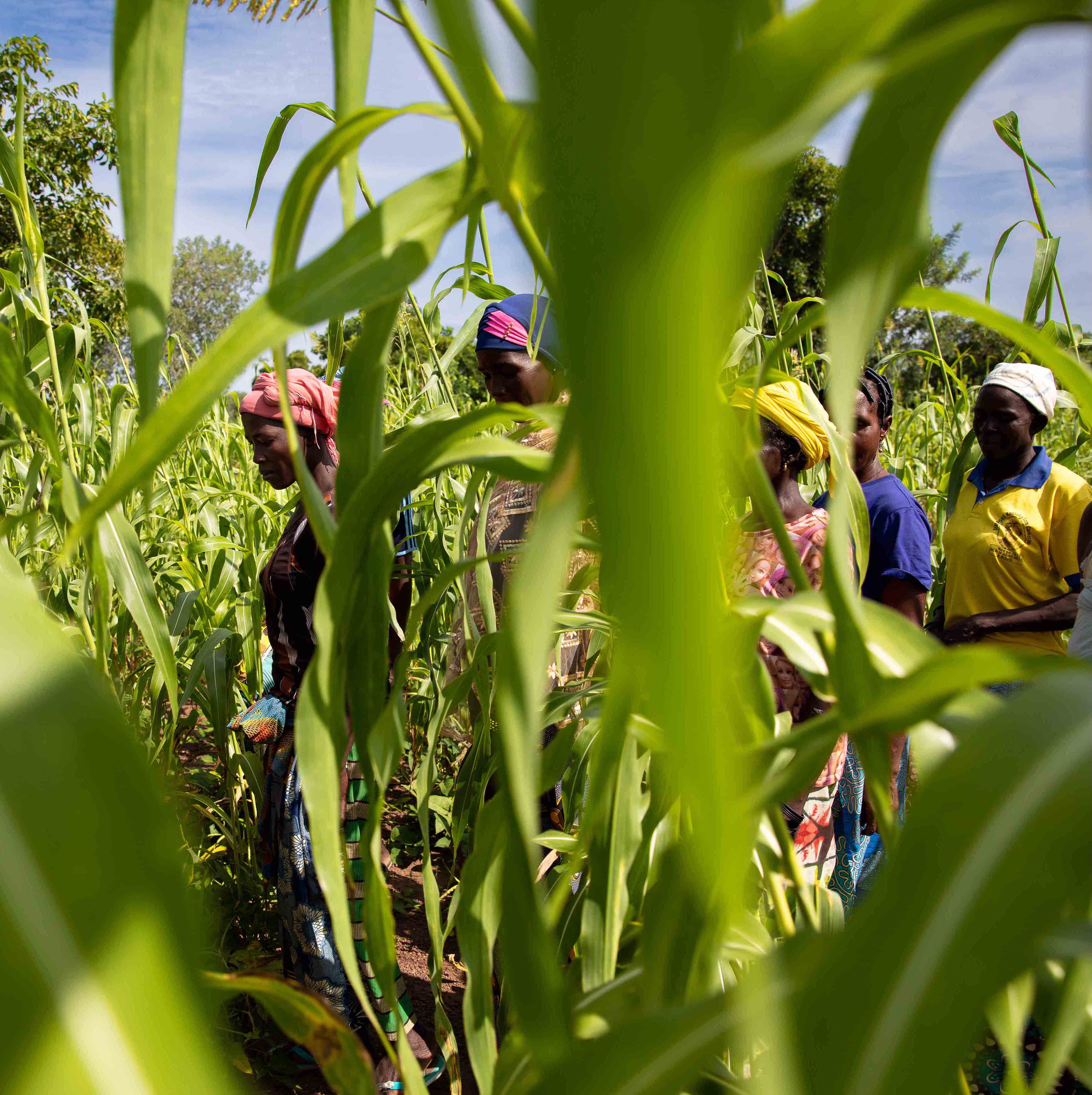 Une école pratique d'agriculture