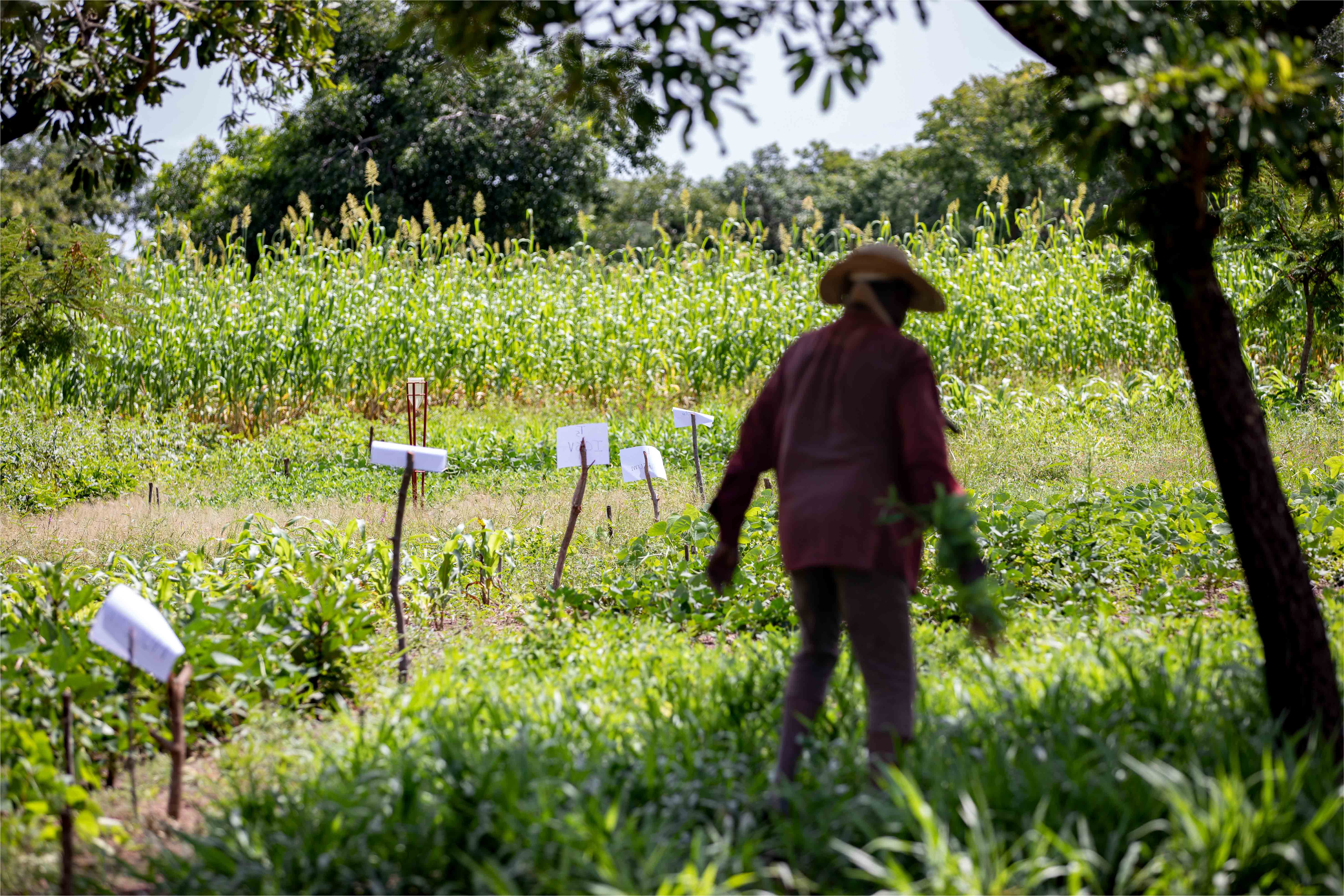 Un bouquet d'innovations