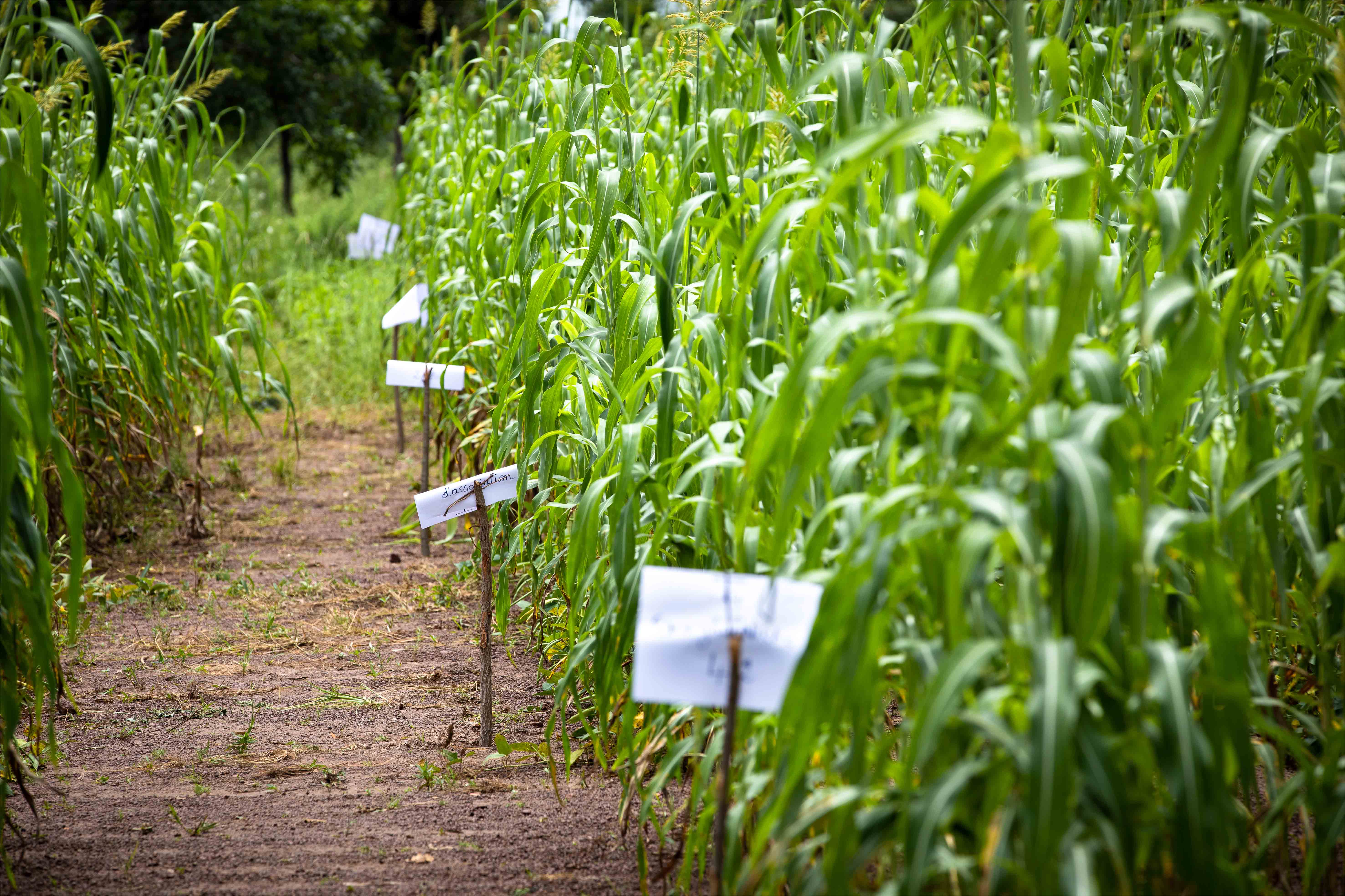 Un bouquet d'innovations