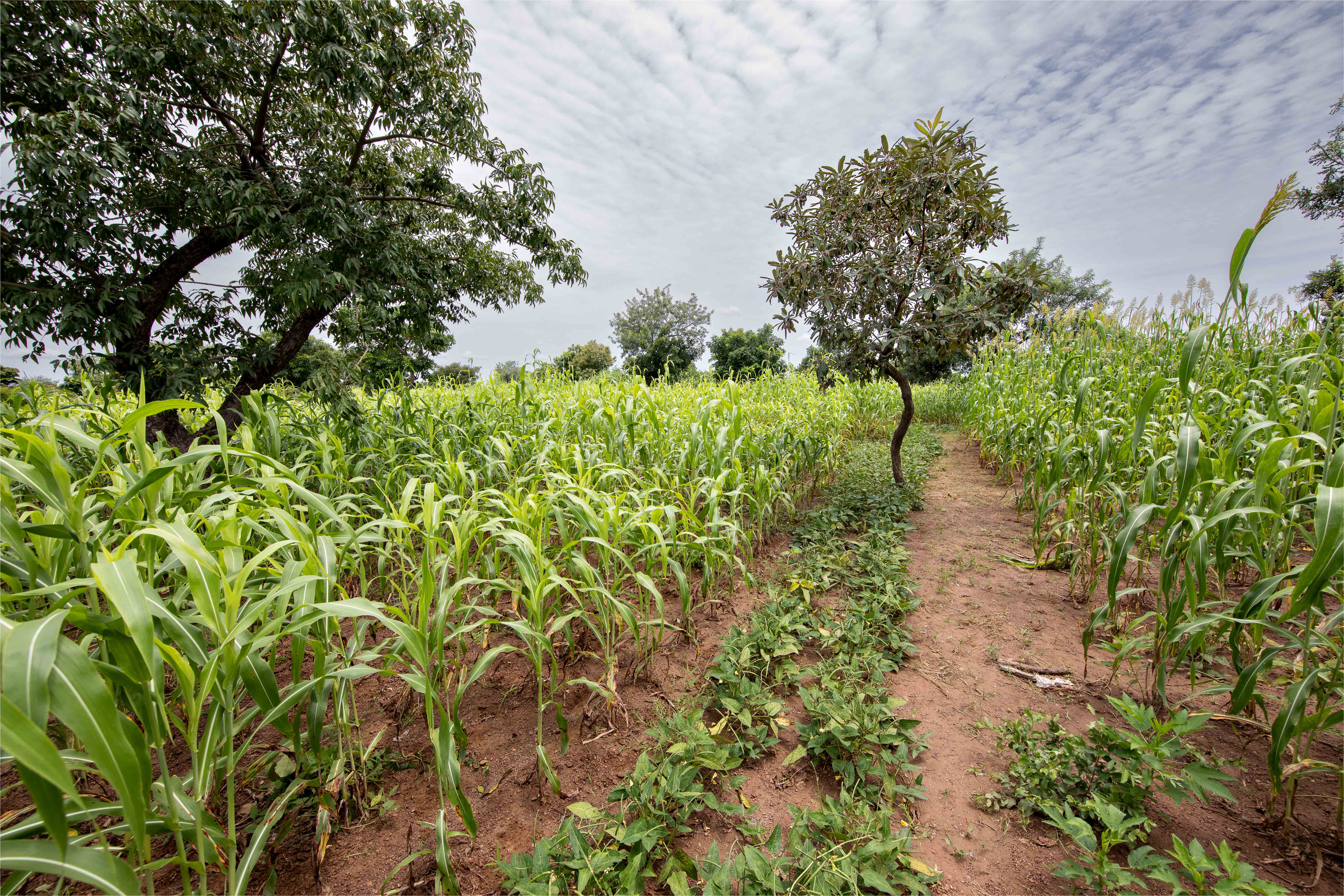 Un bouquet d'innovations
