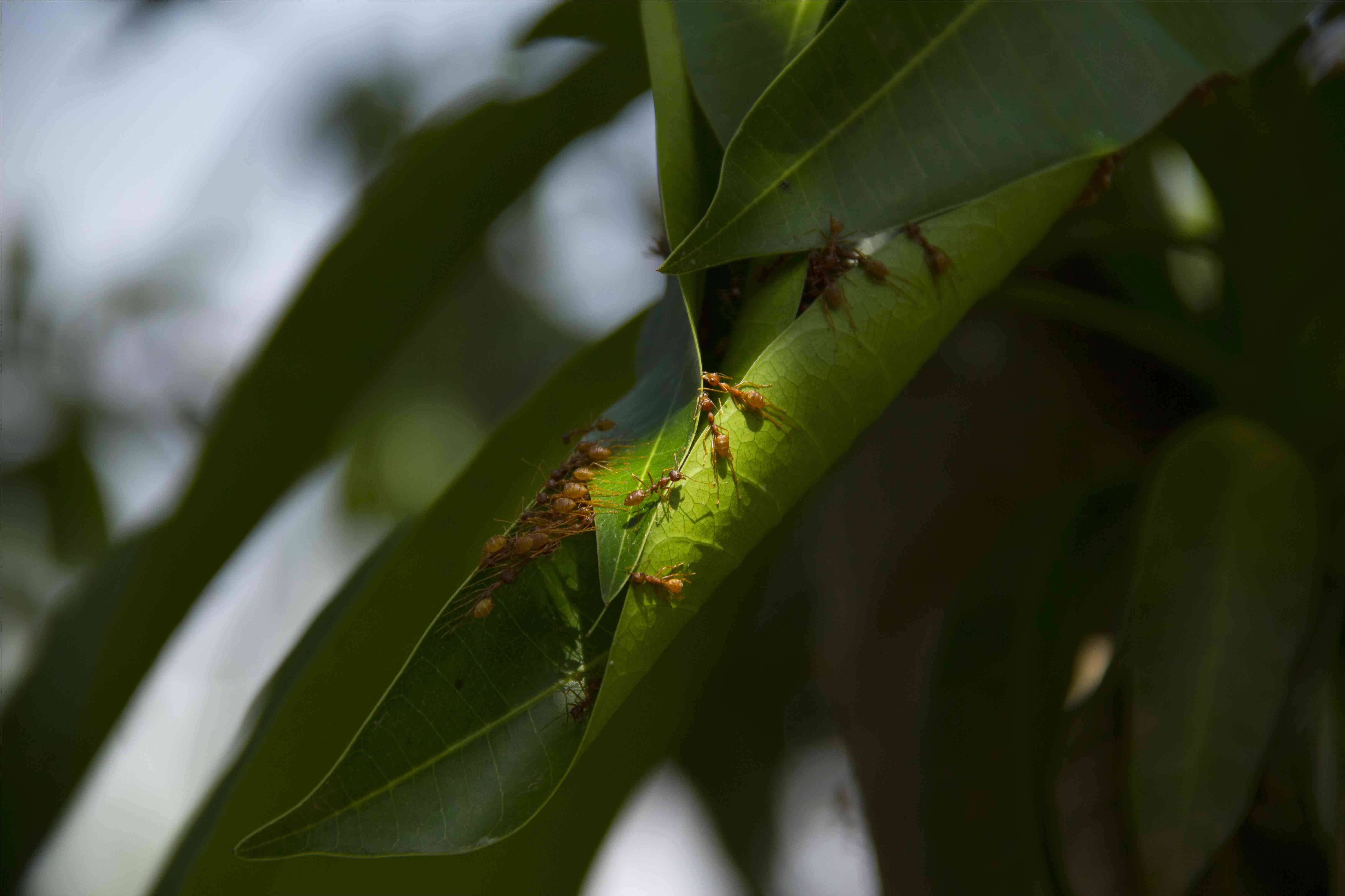 Des recherches pour réduire les pertes