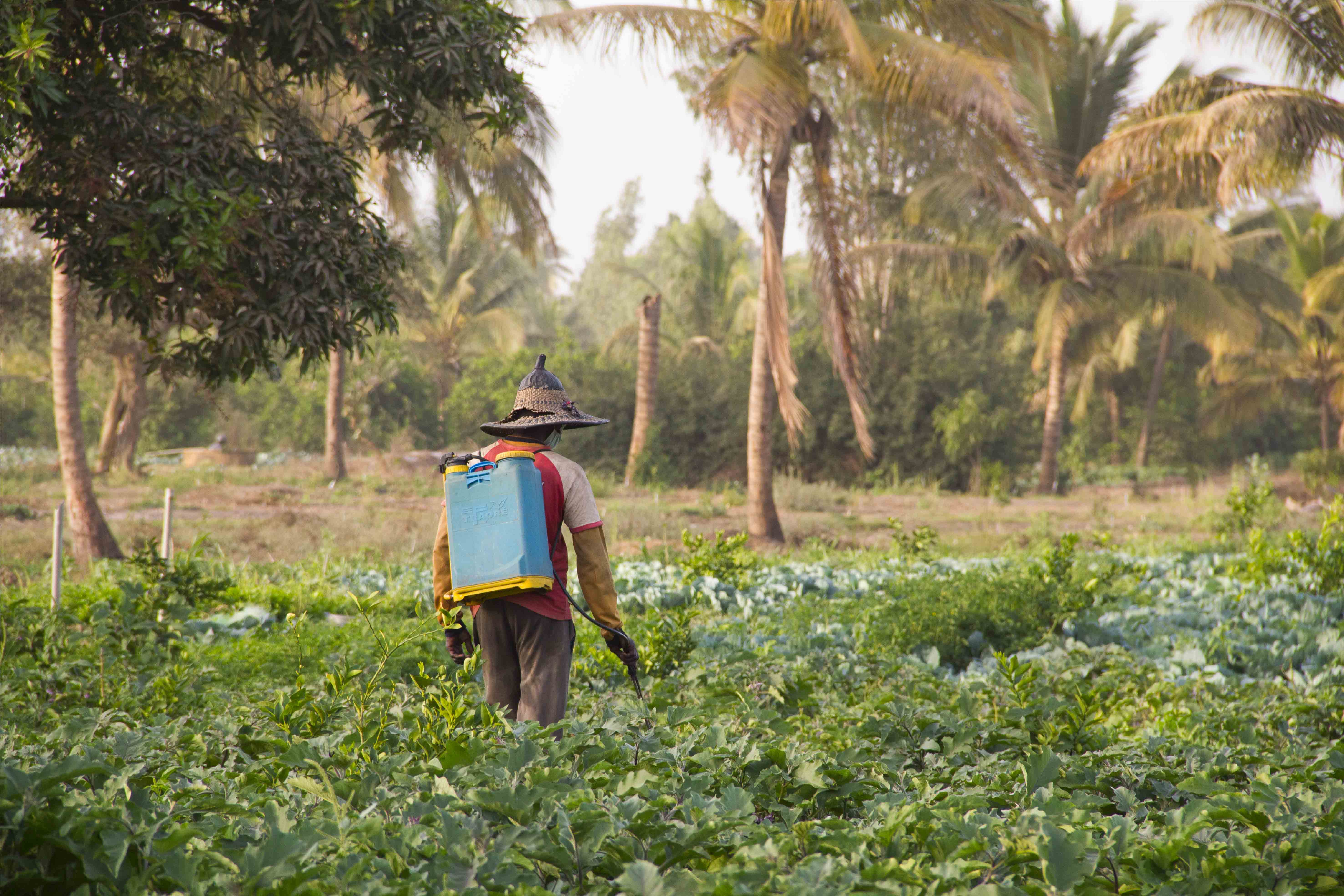 Les pesticides hors de contrôle