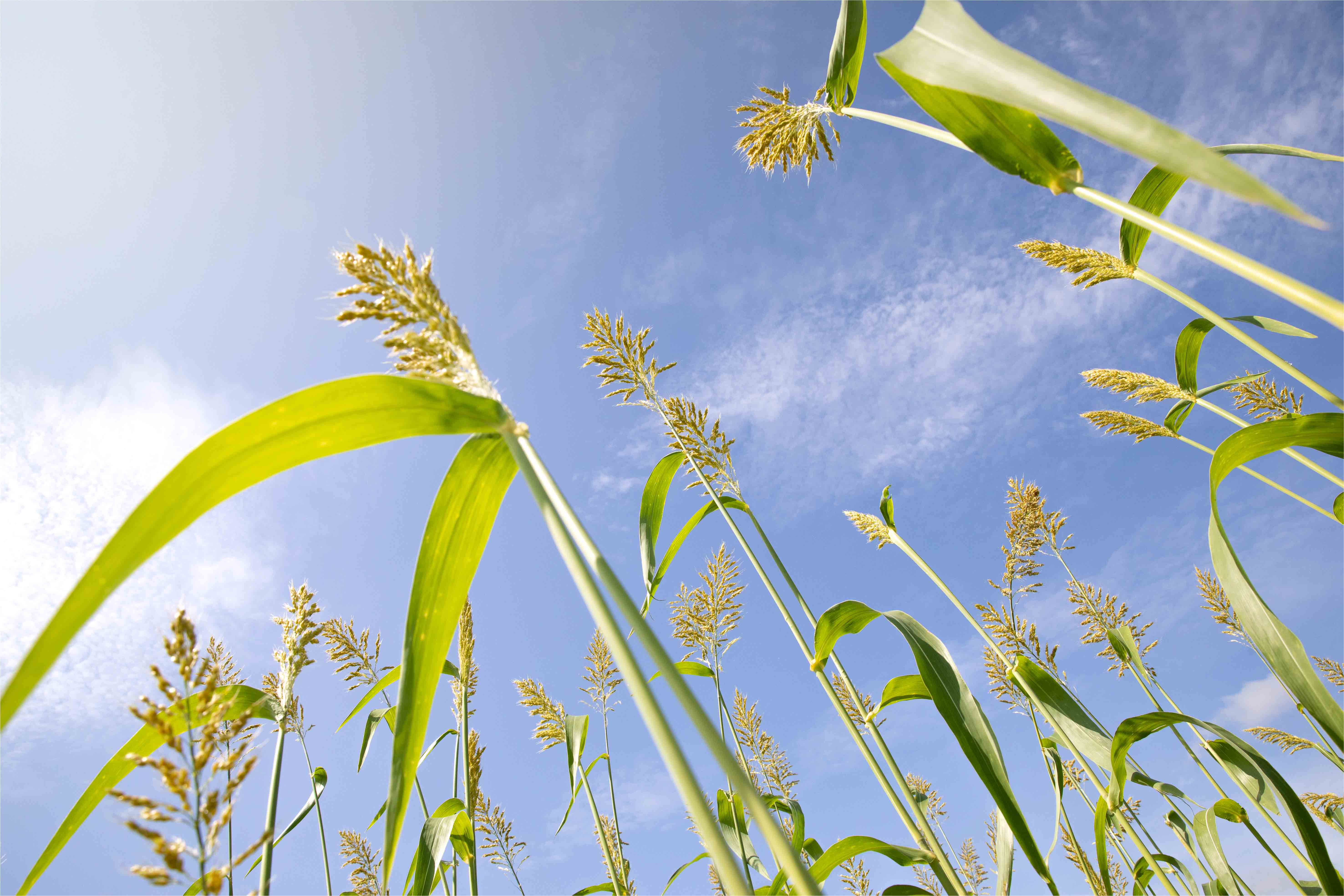 Les agriculteurs au bord de la rupture