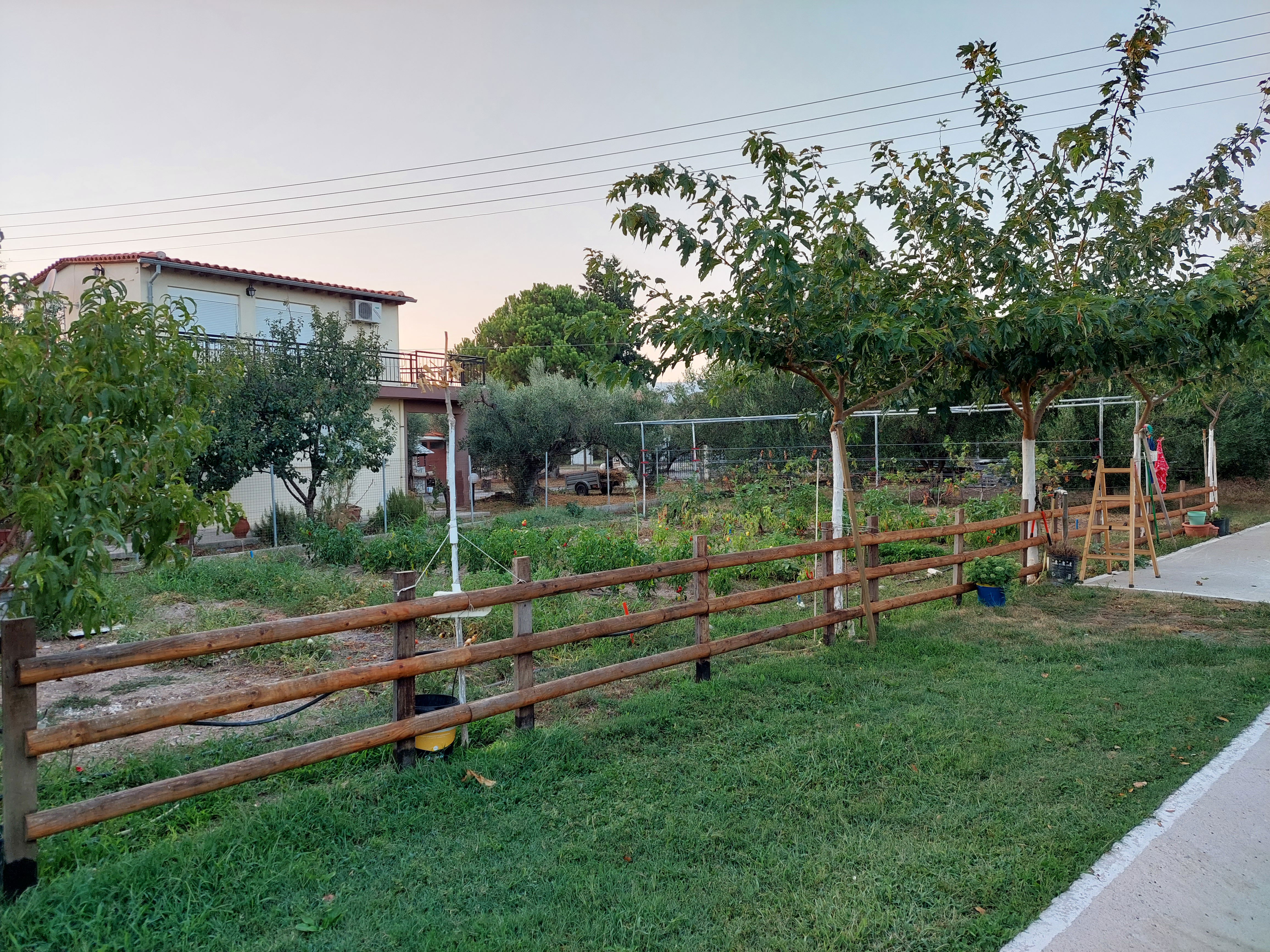 Dikella'nın doğası