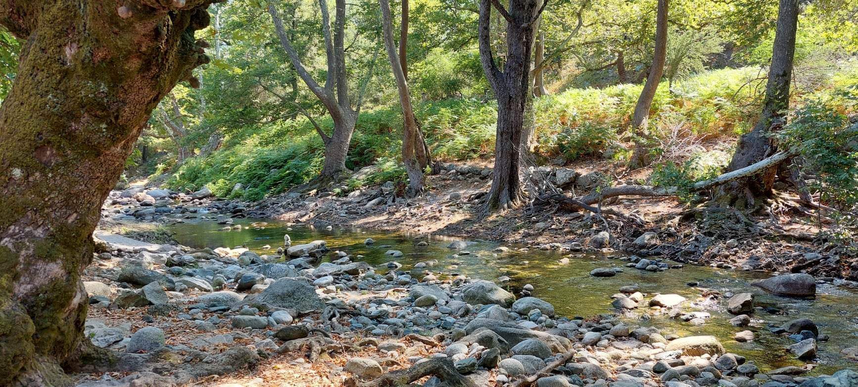 Dikella'nın doğası